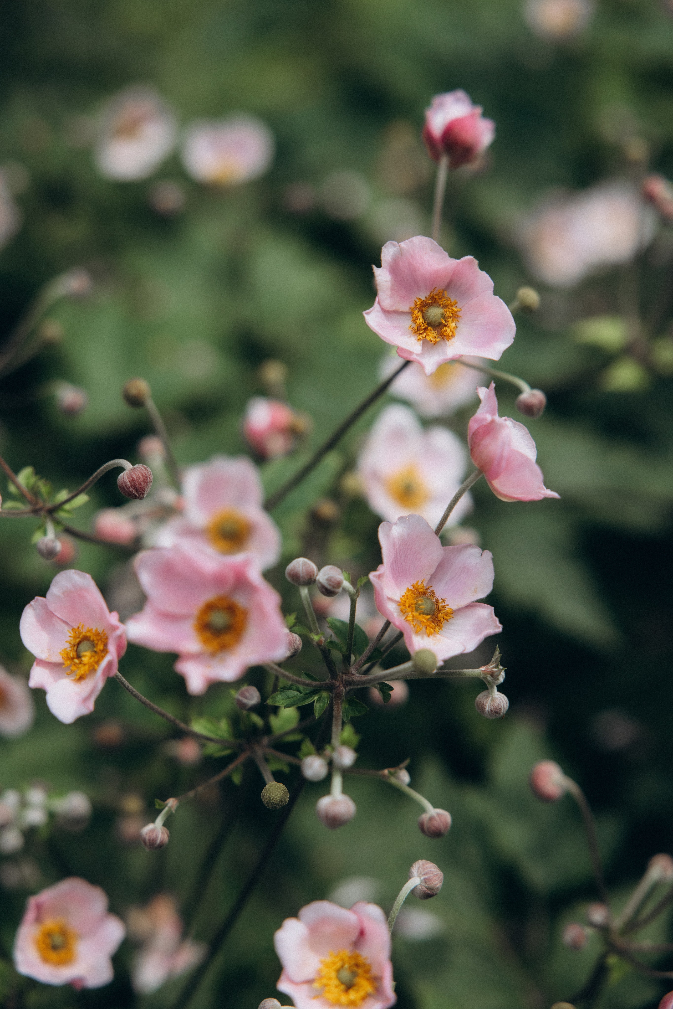 Таня и Никита. Алена Бадамшина — свадебный фотограф Воронеж / Москва