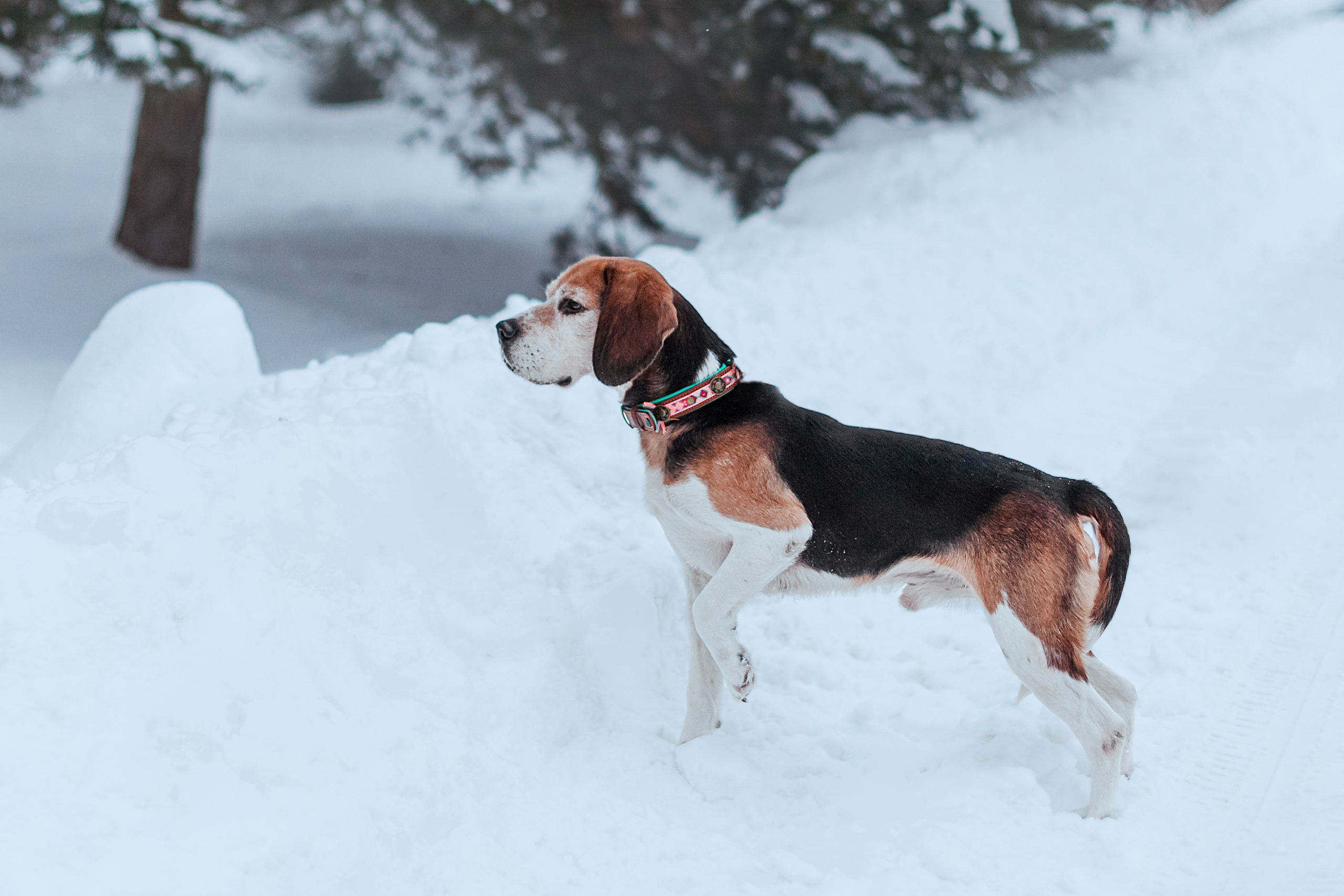 Дом для Биглей 2023. Фотограф-анималист Татьяна Степанова