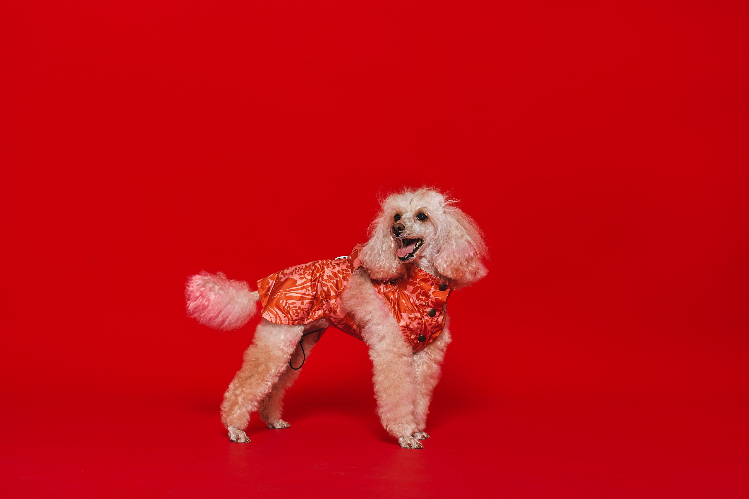 Съемка для бренда TEDDYBOY. Фотограф-анималист Татьяна Степанова