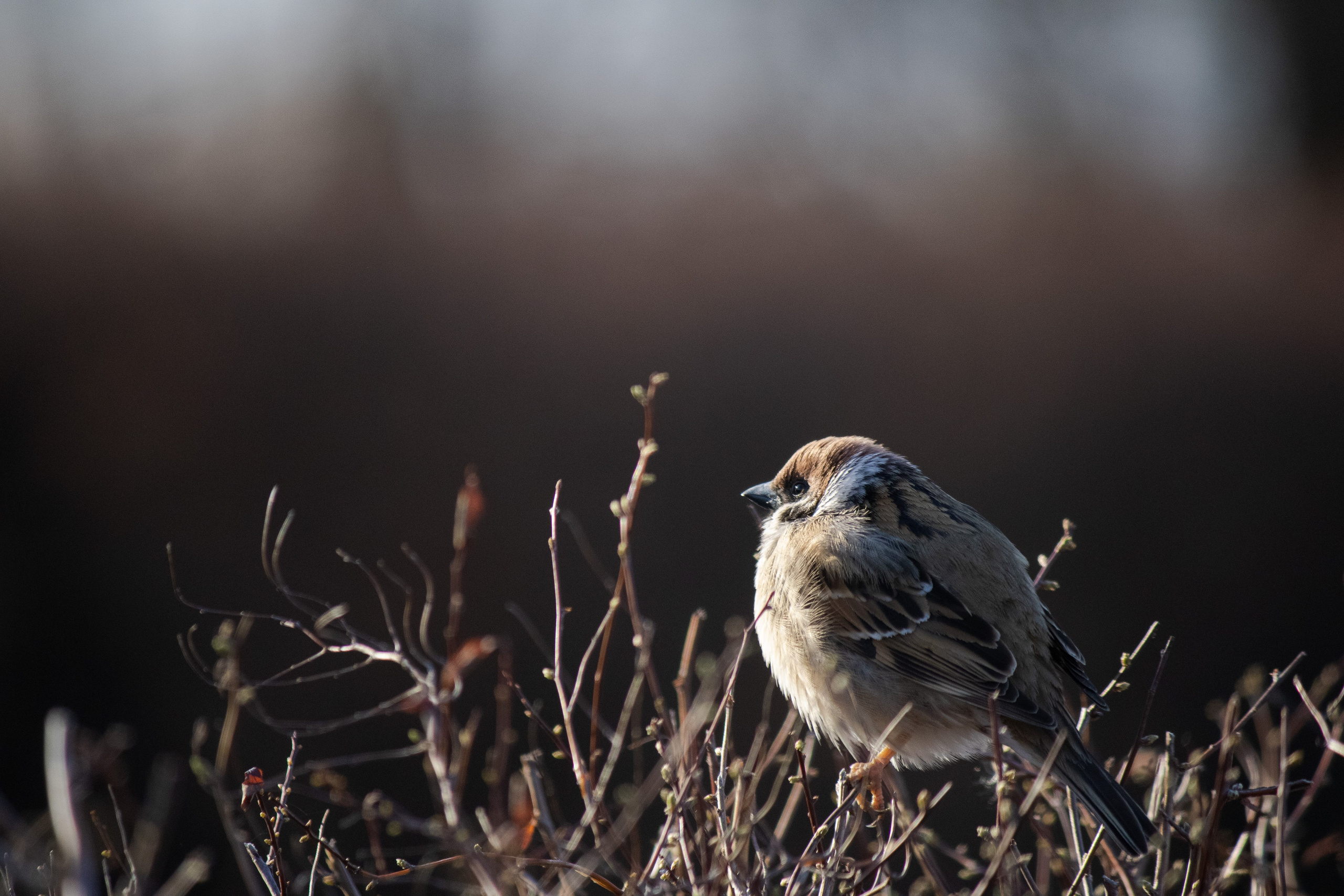 О себе. Фотограф Наталья Мершина