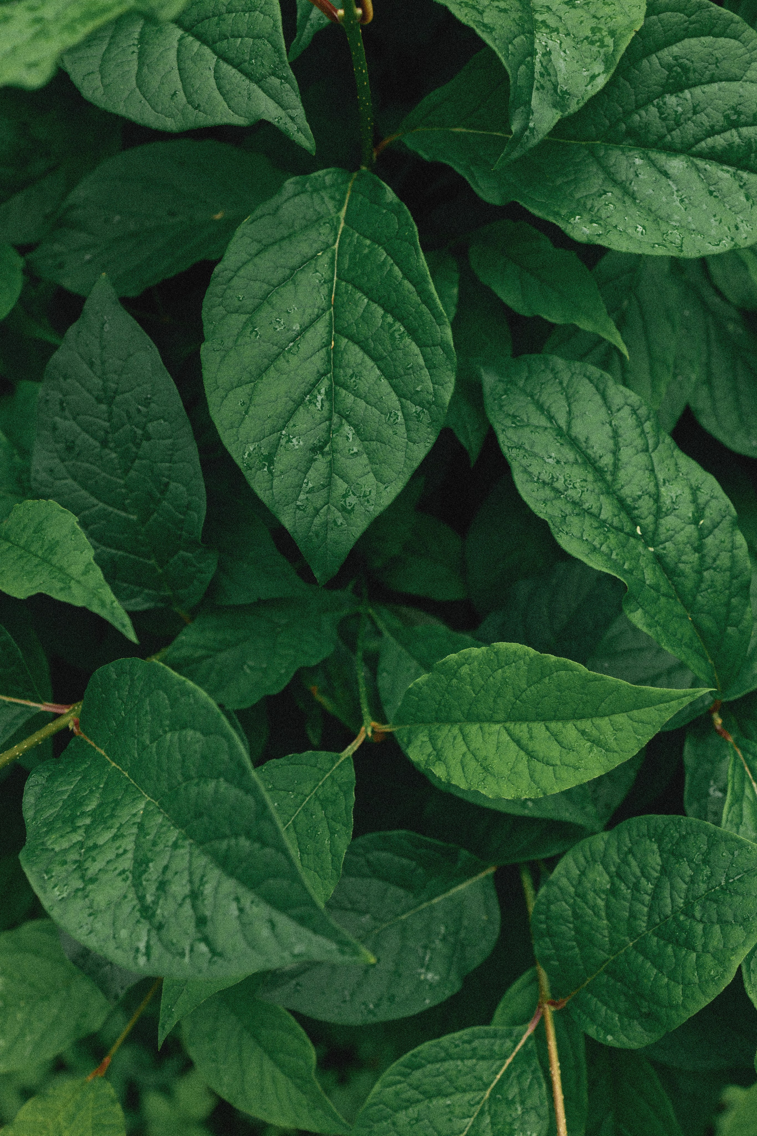 Эстетика П р о Я в л е н и я. Виноградова Маргарита. Фотограф P r o Явления