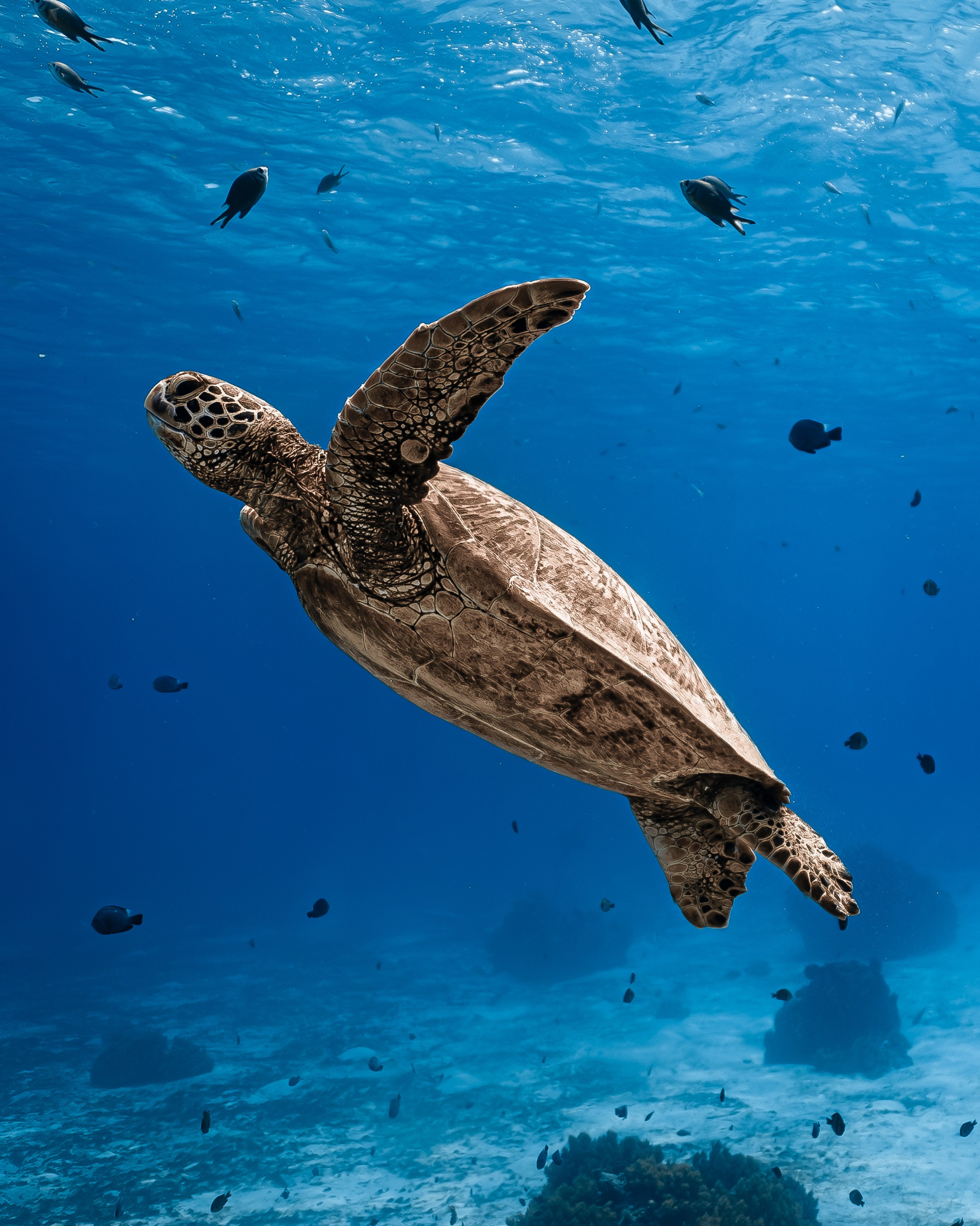 Черепахи. Подводный фотограф на Филиппинах Синицина Дарья