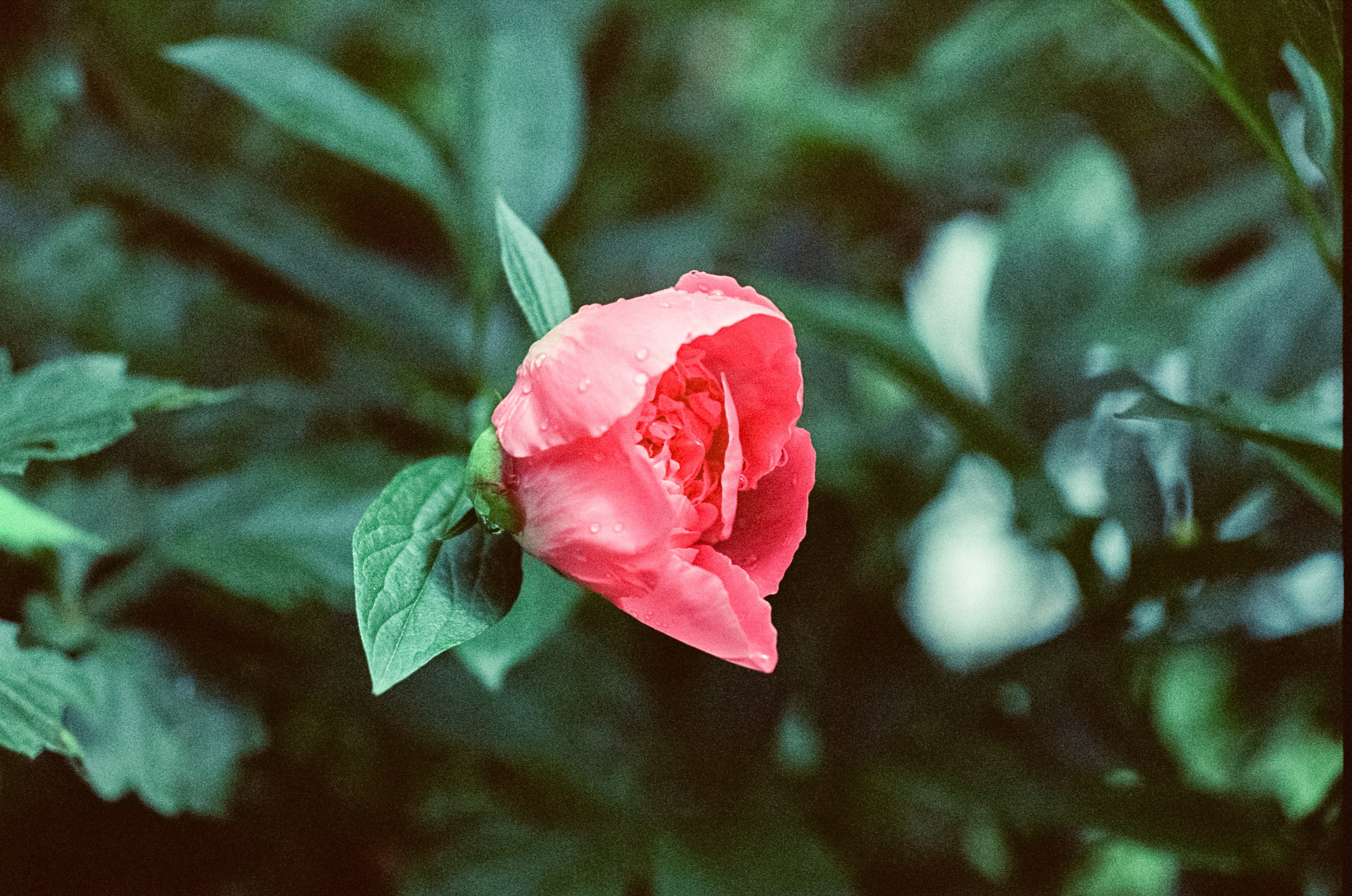 Kodak Vision 3 500T примеры фотографий