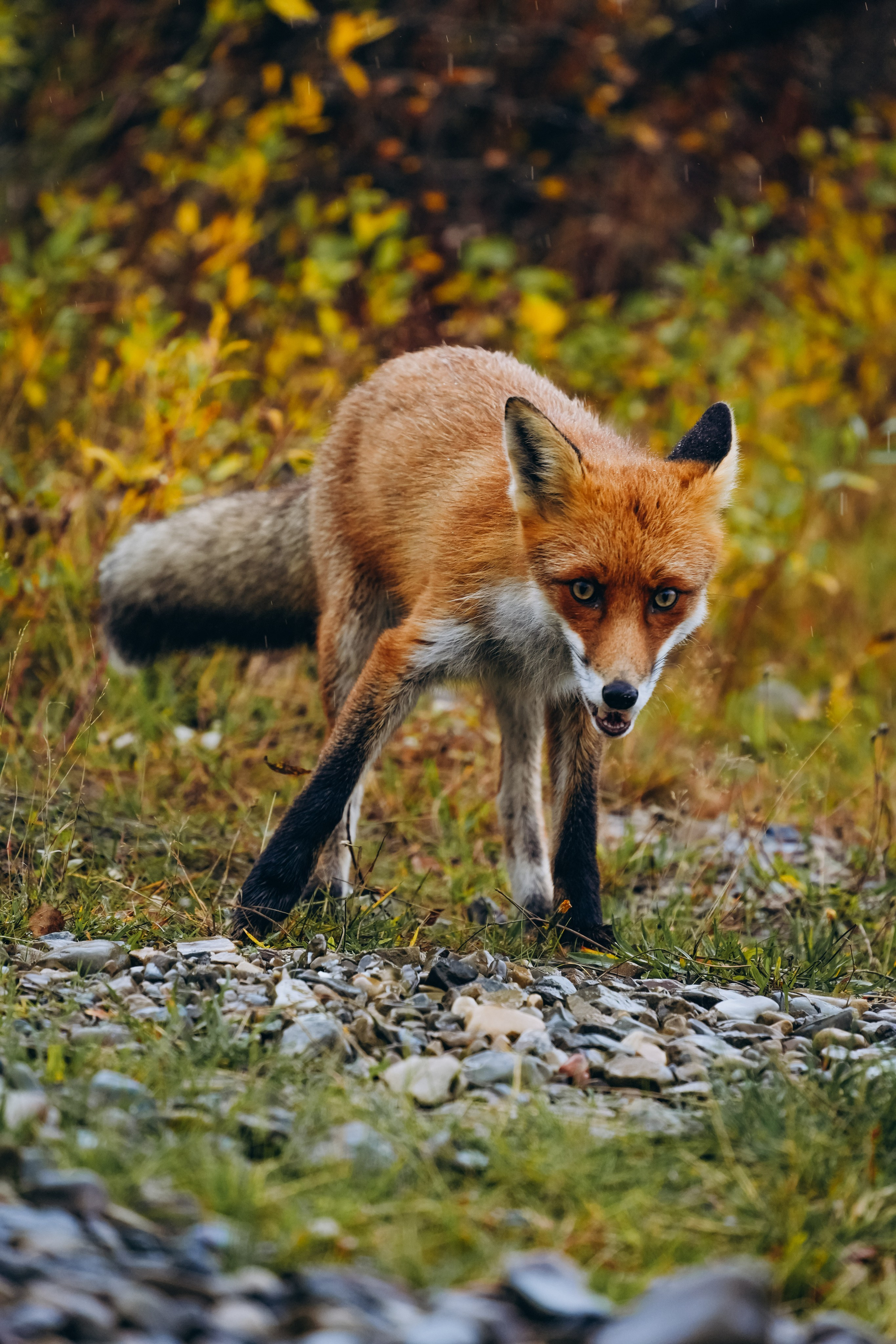 СЕВЕР. Event фотограф Степанова Александра
