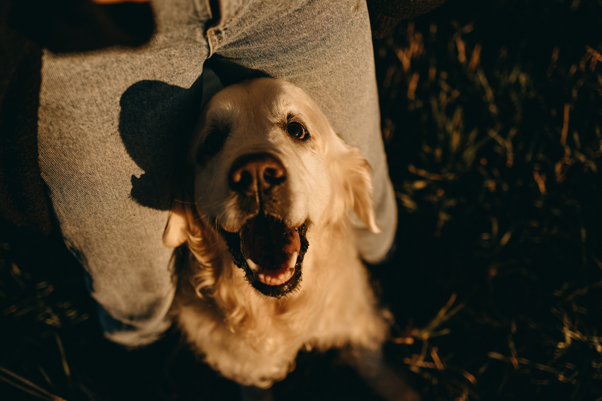 Лера и Скай. Фотограф — Анималист | Санкт-Петербург