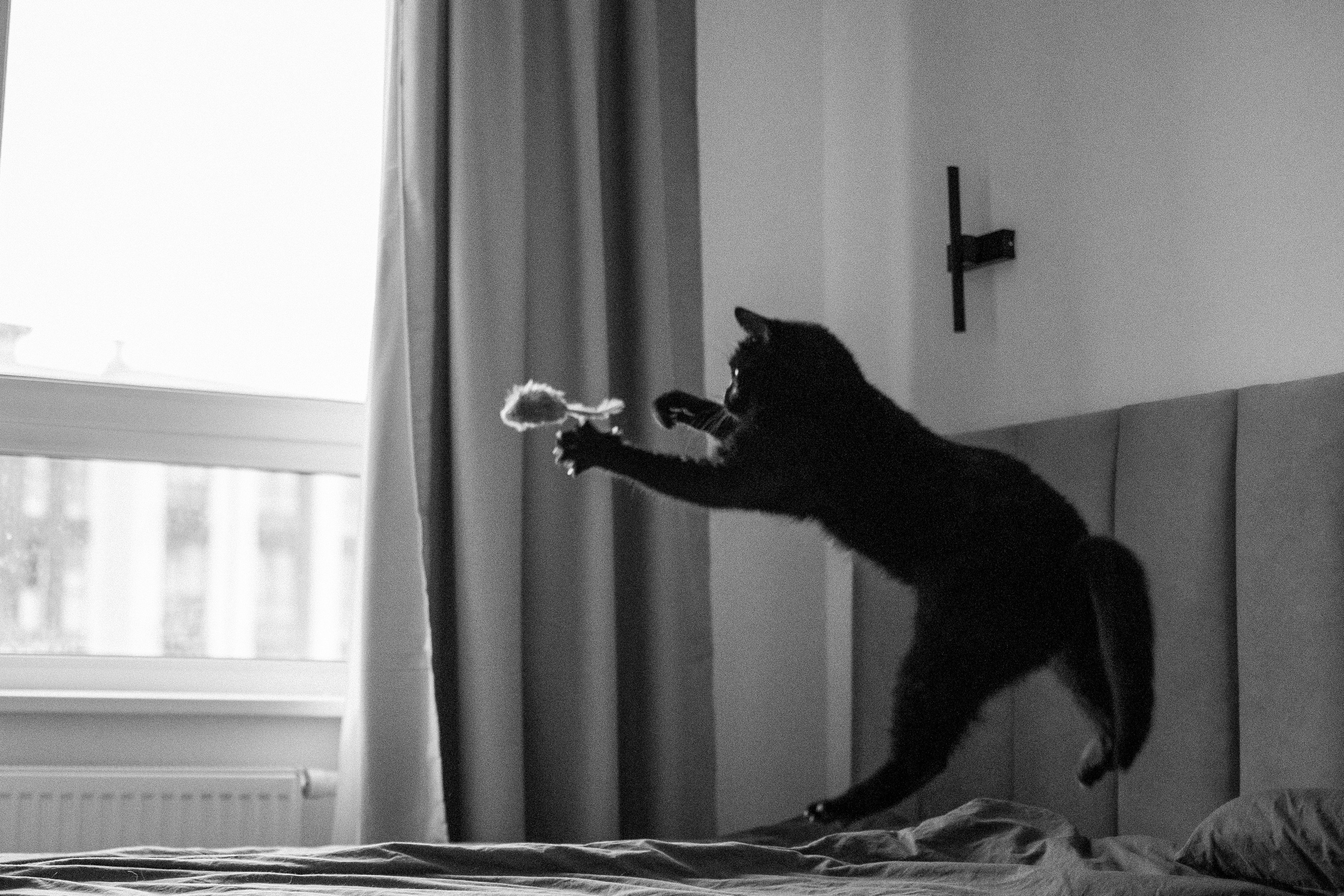 Настя, Никита и их Гром и Мяу. Фотограф — Анималист | Санкт-Петербург