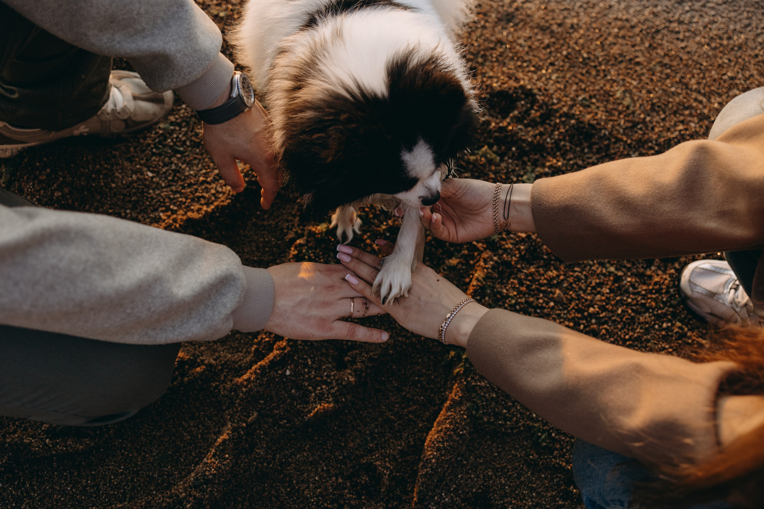 Диана и ее мальчики. Фотограф — Анималист | Санкт-Петербург