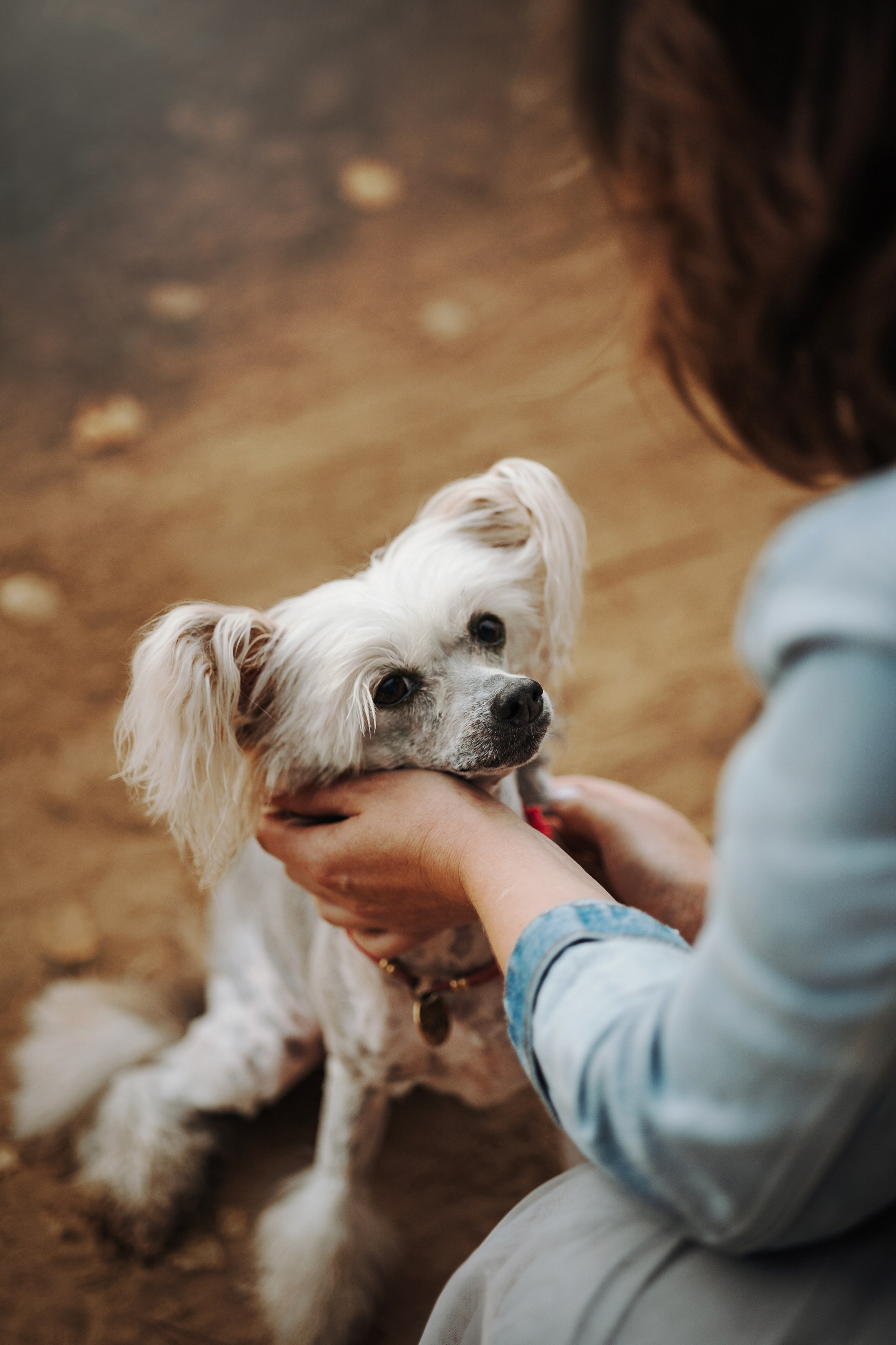Любовь и ее хвостики. Фотограф — Анималист | Санкт-Петербург