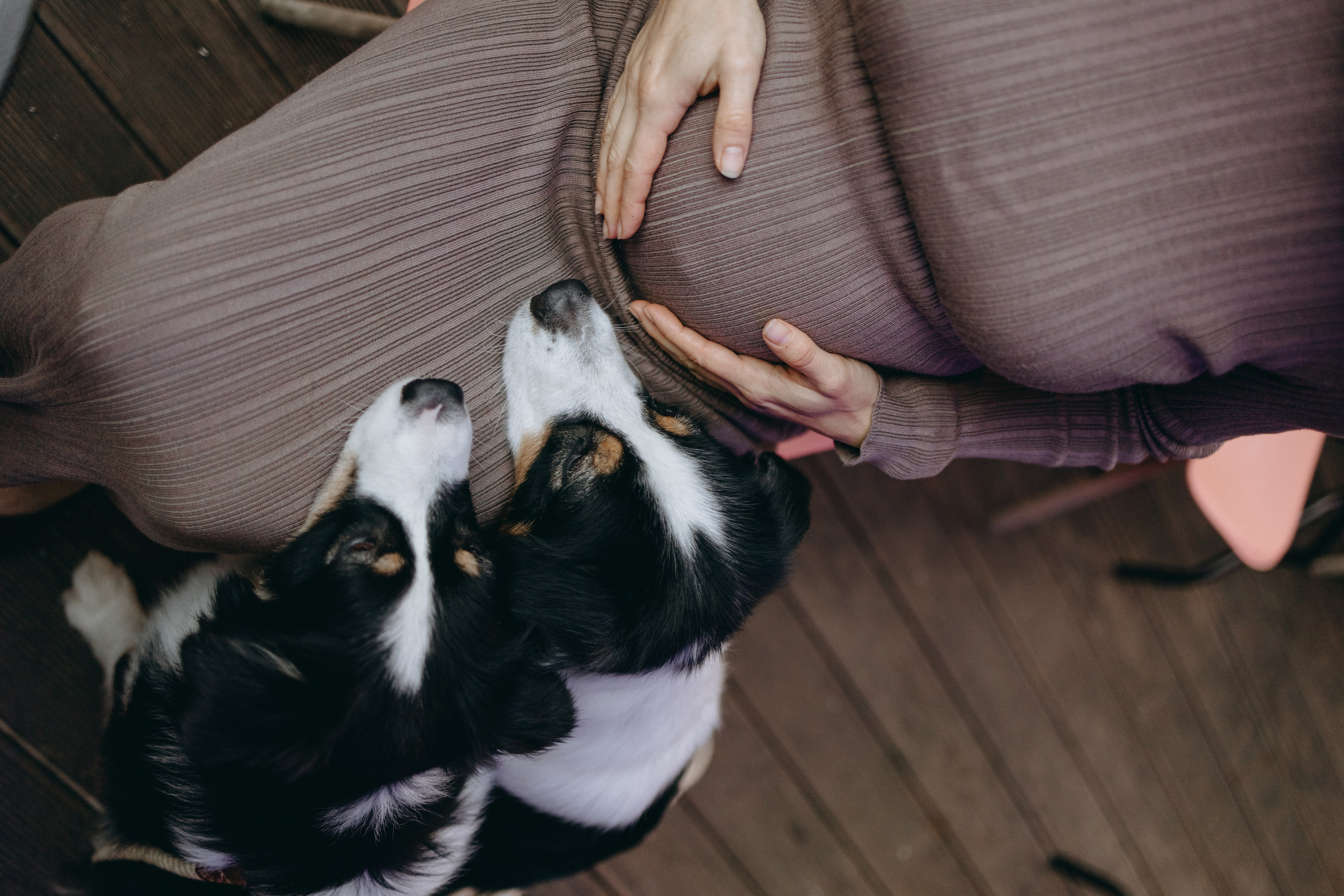 Катя и ее девочки. Фотограф — Анималист | Санкт-Петербург