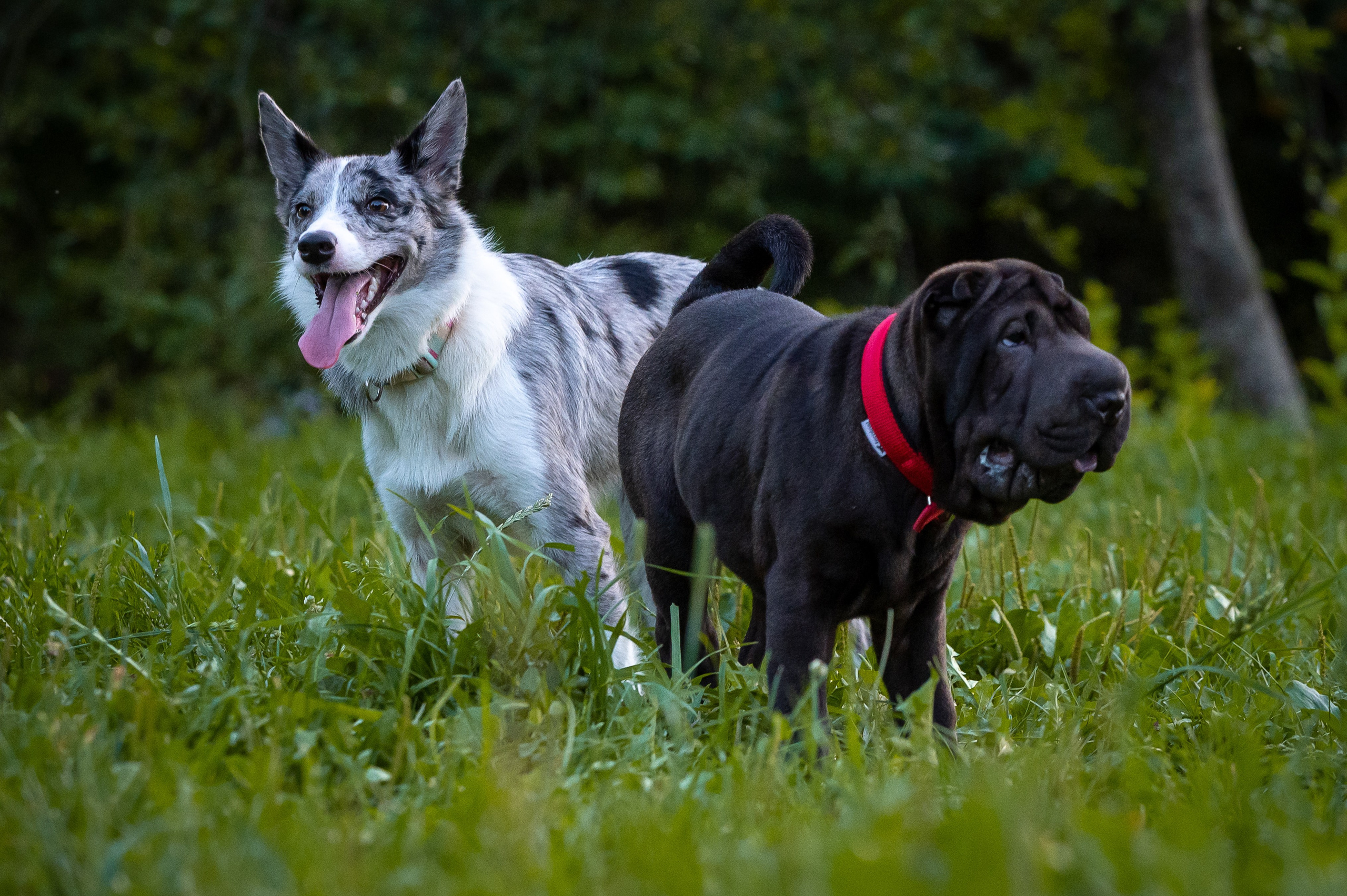 Собаки. Фотограф-анималист в Санкт-Петербурге Анастасия Иванова
