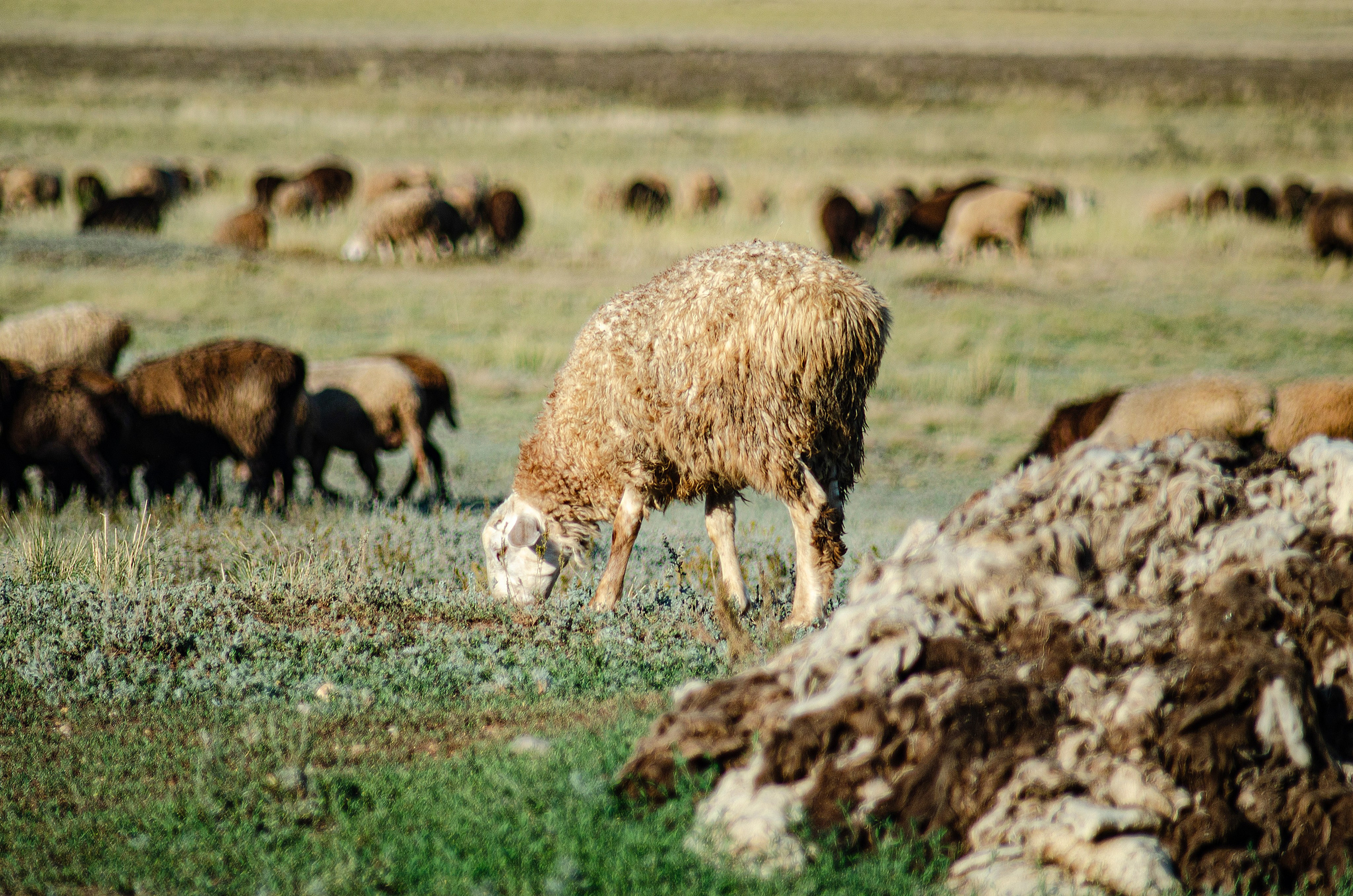 Птицы.Животные. Sreda fotoArt