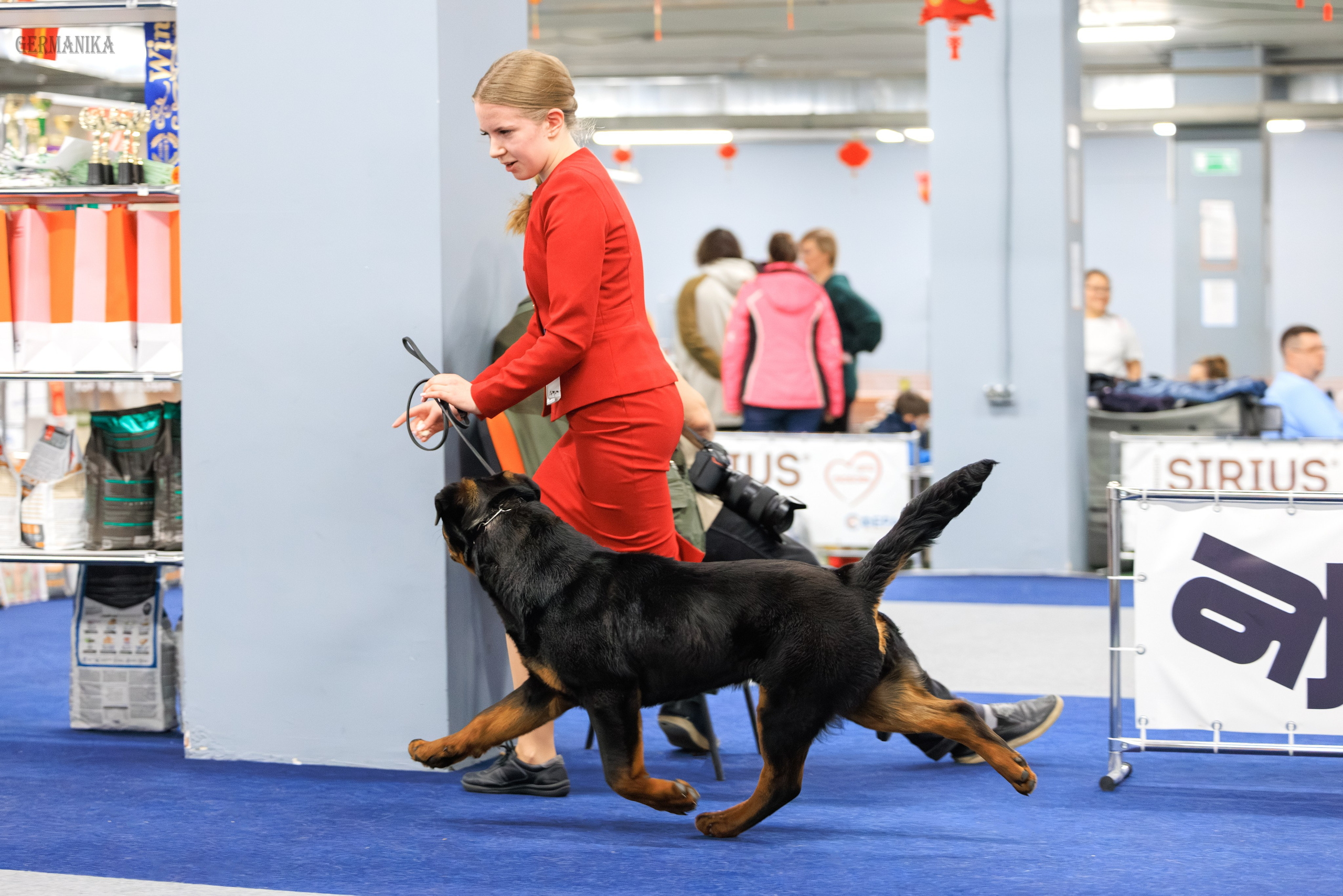 Сфера 08 и 10.03.2024 2хмоно ротвейлеров+2хмоно сао. Фотограф-анималист Юлия Германика