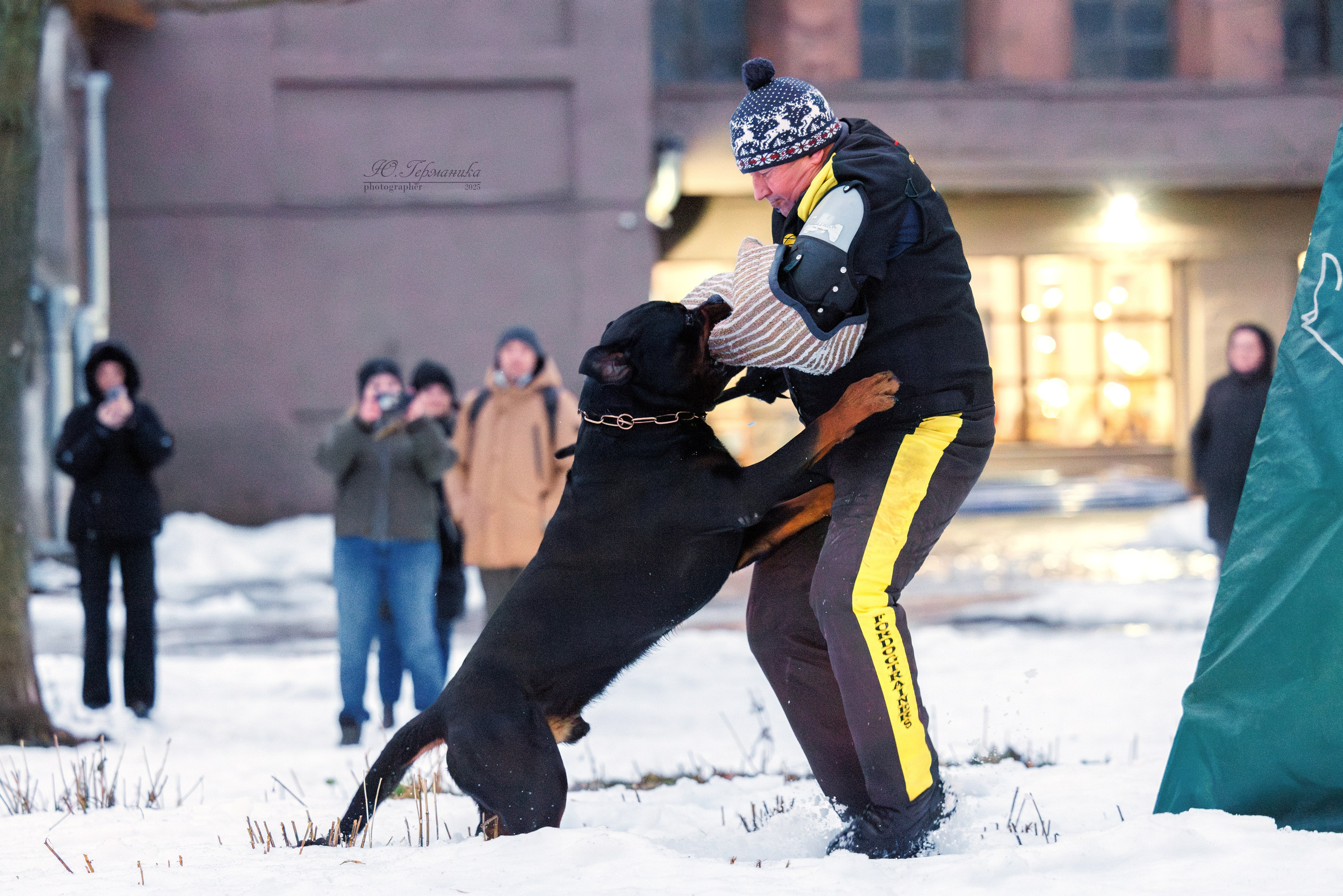 Питер ротвейлеры 18.01,Крокус 19.01.2025. Фотограф-анималист Юлия Германика