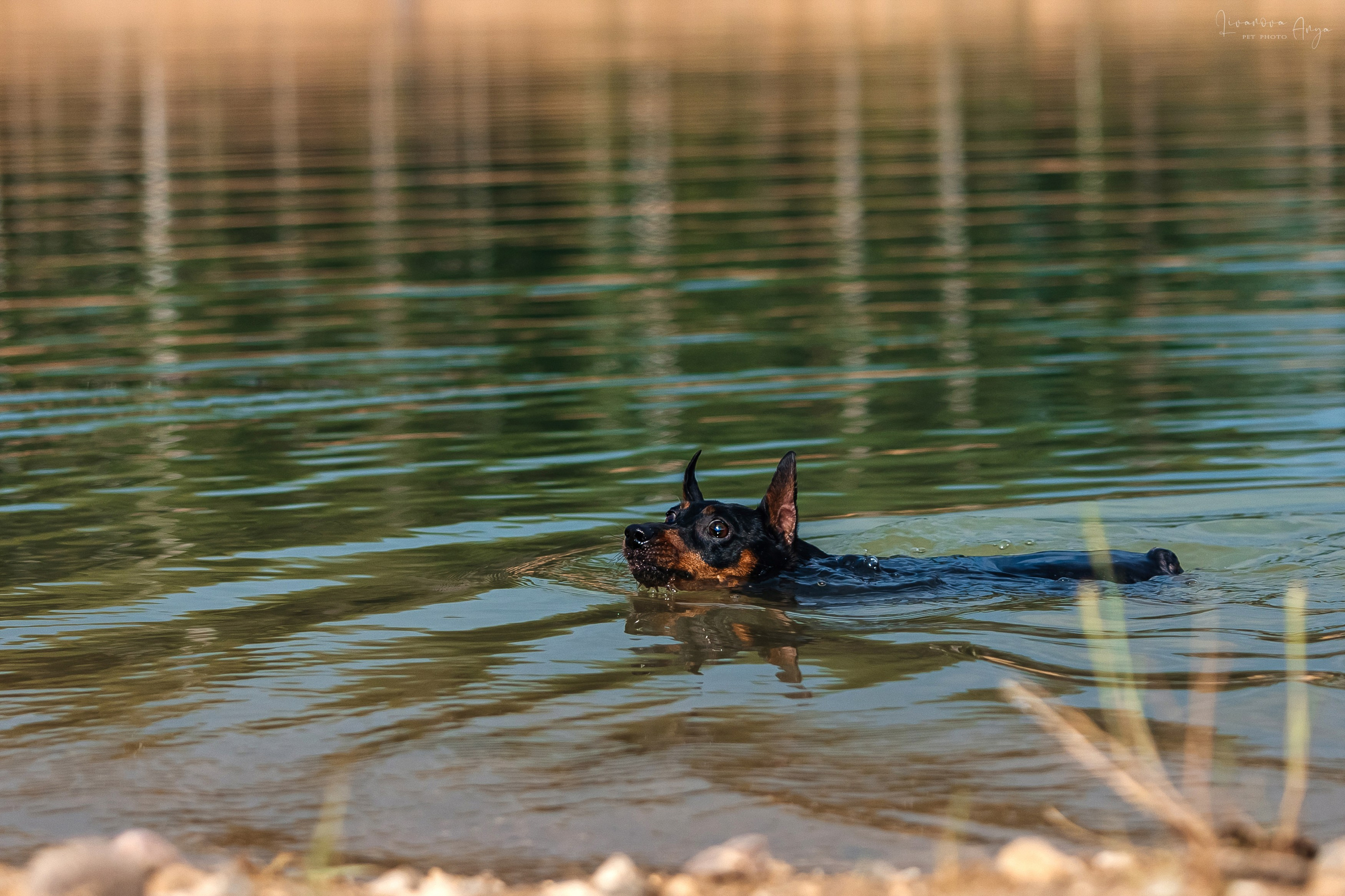 Троицкий карьер. Фотограф анималист Аня Ливанова | Рыбинск