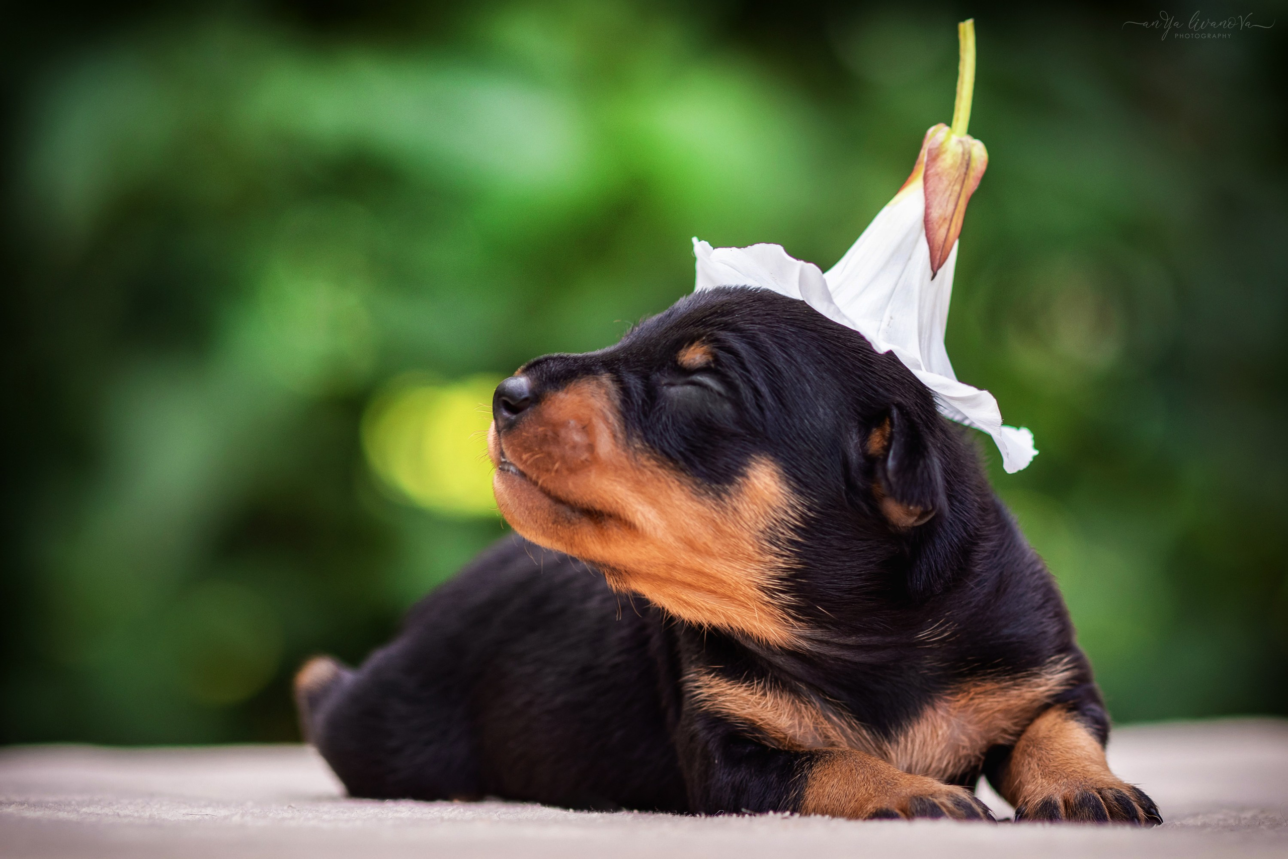 Малыши пинчеры. Фотограф анималист Аня Ливанова | Рыбинск