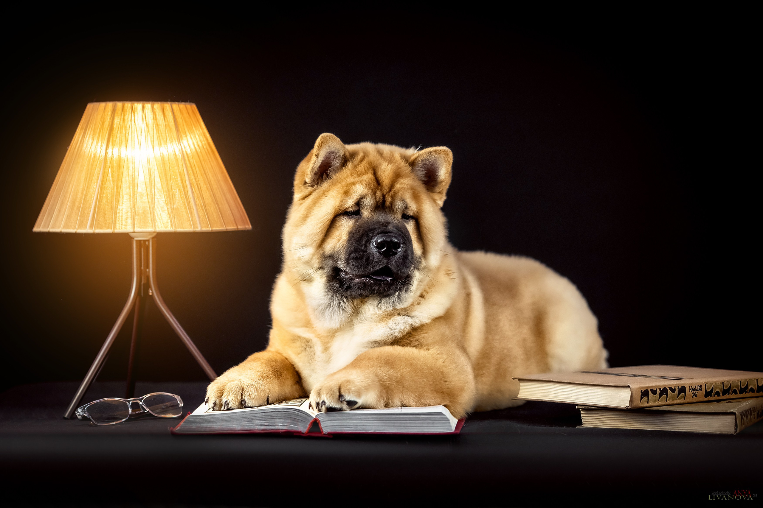 Смуфы. Фотограф анималист Аня Ливанова | Рыбинск