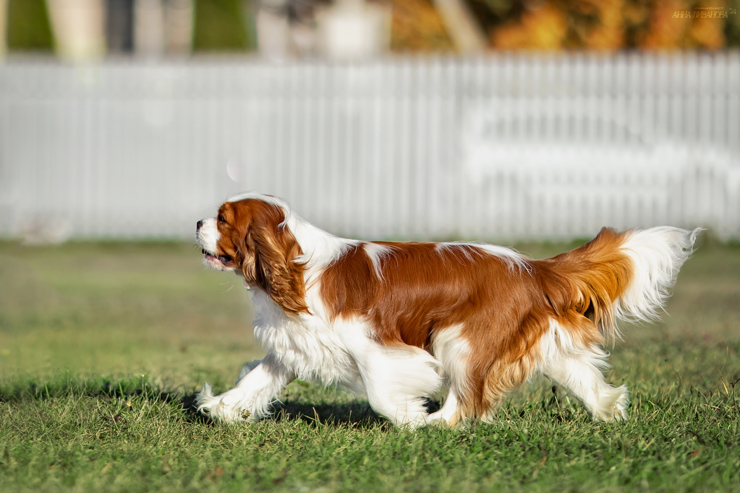 Кавалеры. Фотограф анималист Аня Ливанова | Рыбинск