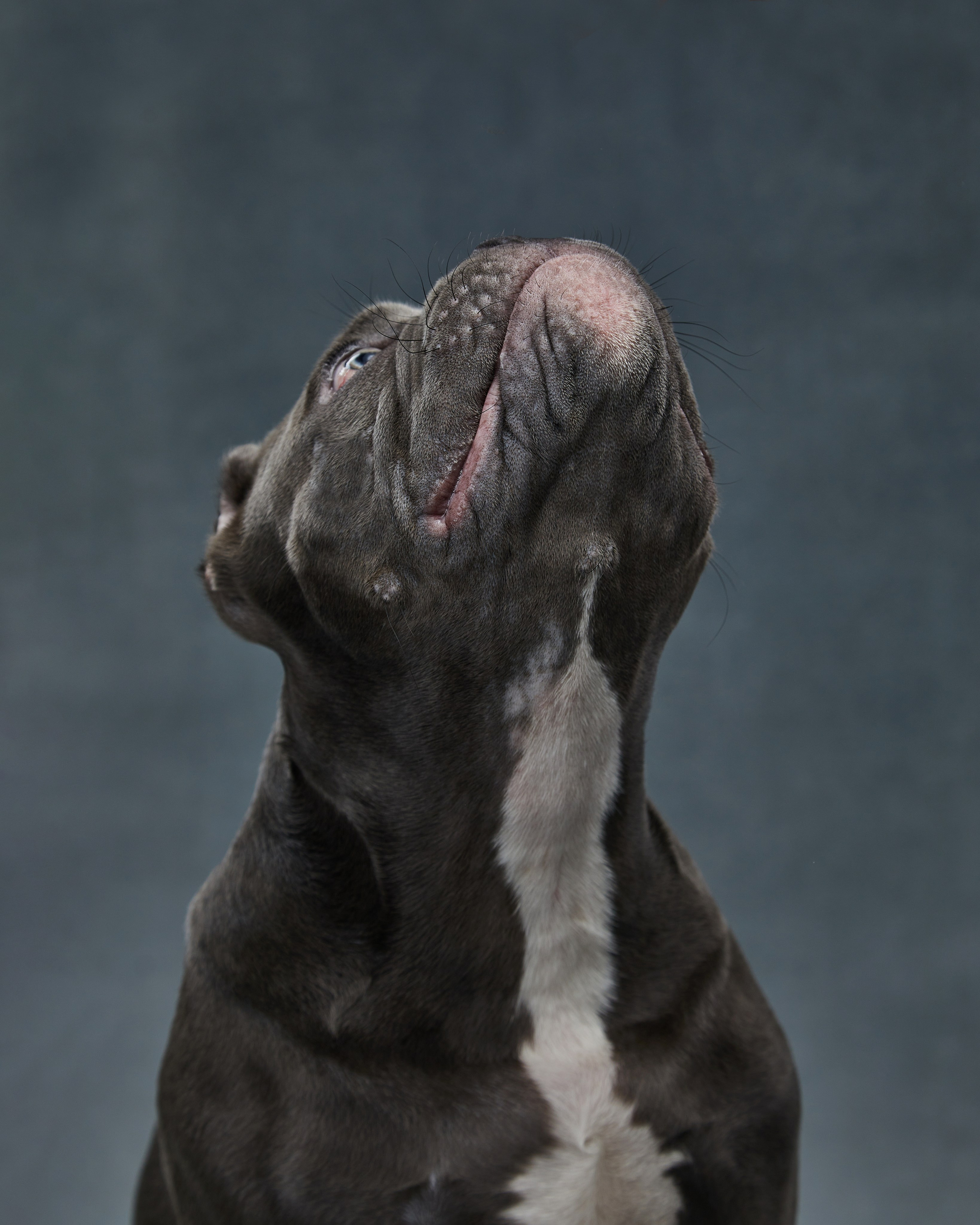 Pets Photography / Фотограф Собак