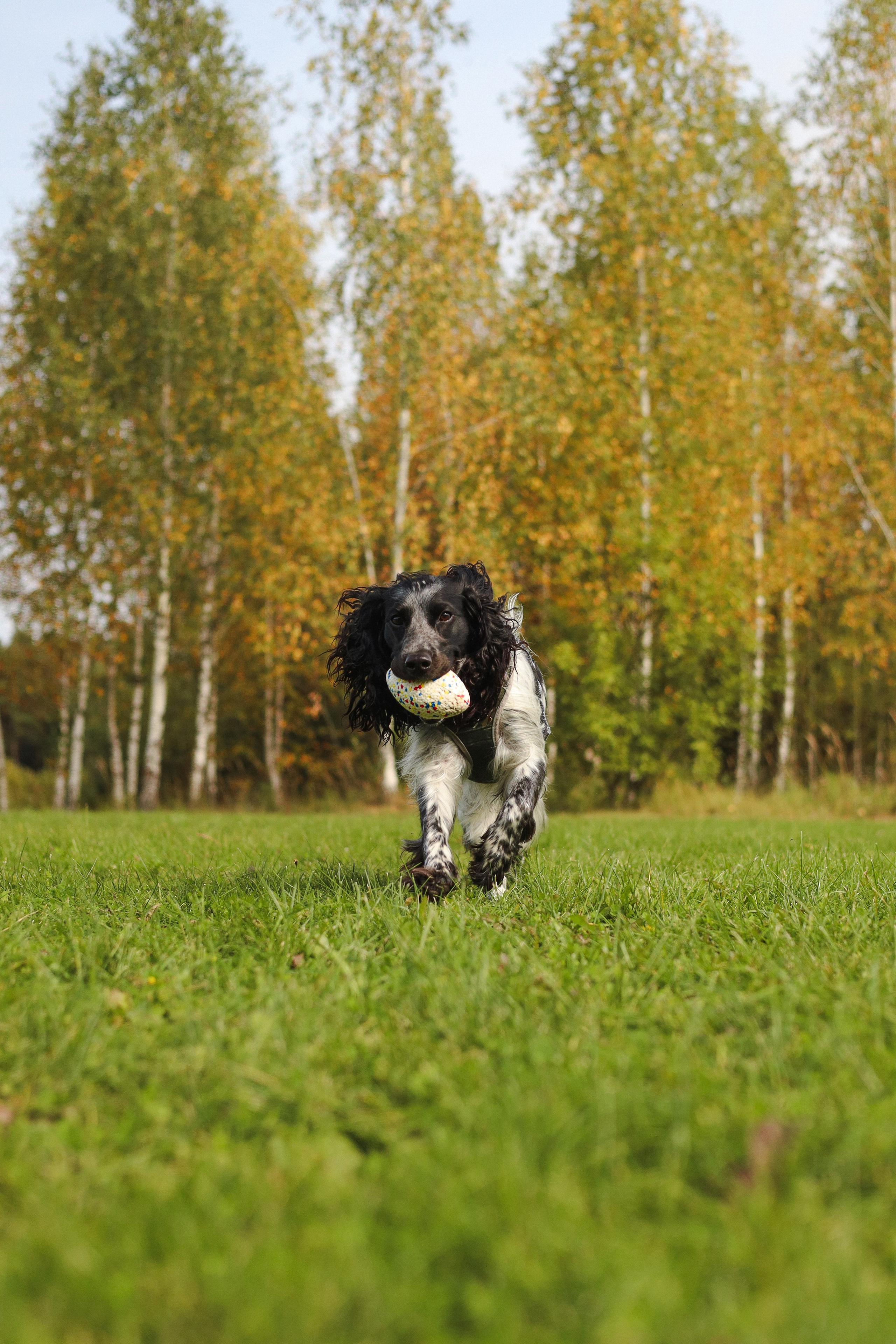Купер и его семья. Фотограф-анималист Ксения Шевцова|Москва