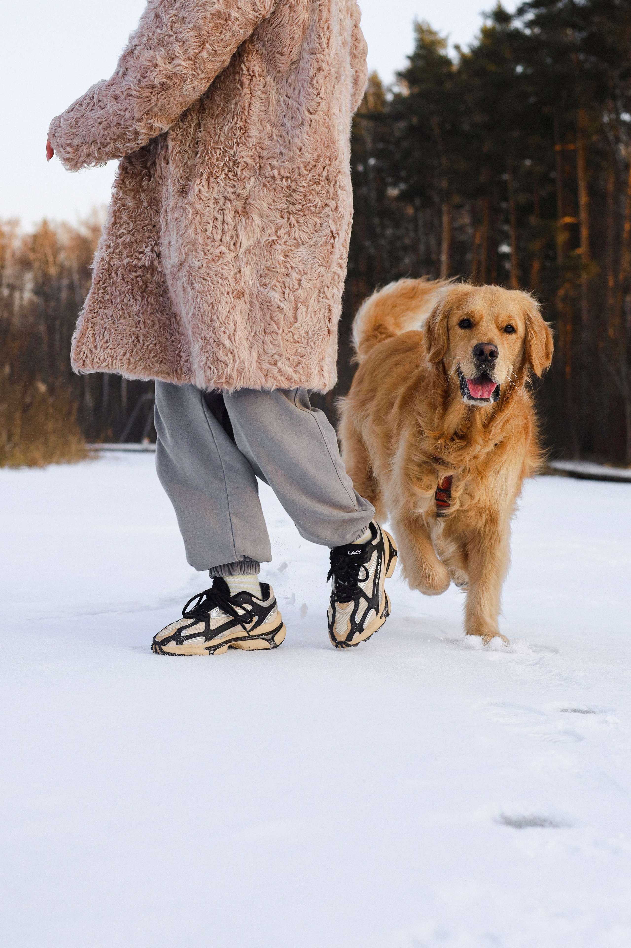 Лёва и Катя. Фотограф-анималист Ксения Шевцова|Москва