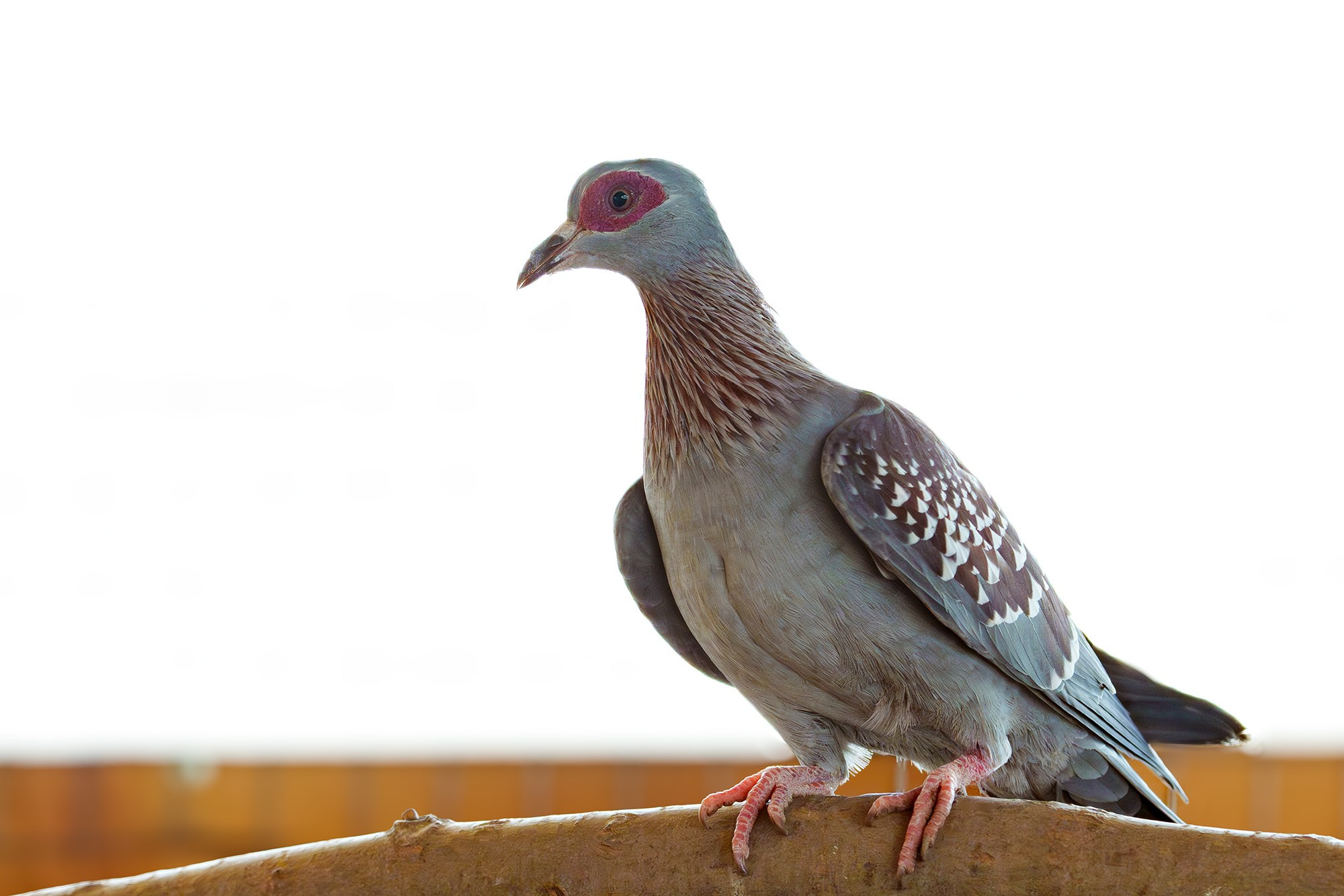 Удивительные мир птиц. Вокруг нас столько прекрасного — присмотритесь!. Ваш личный фотограф Марина Волкова