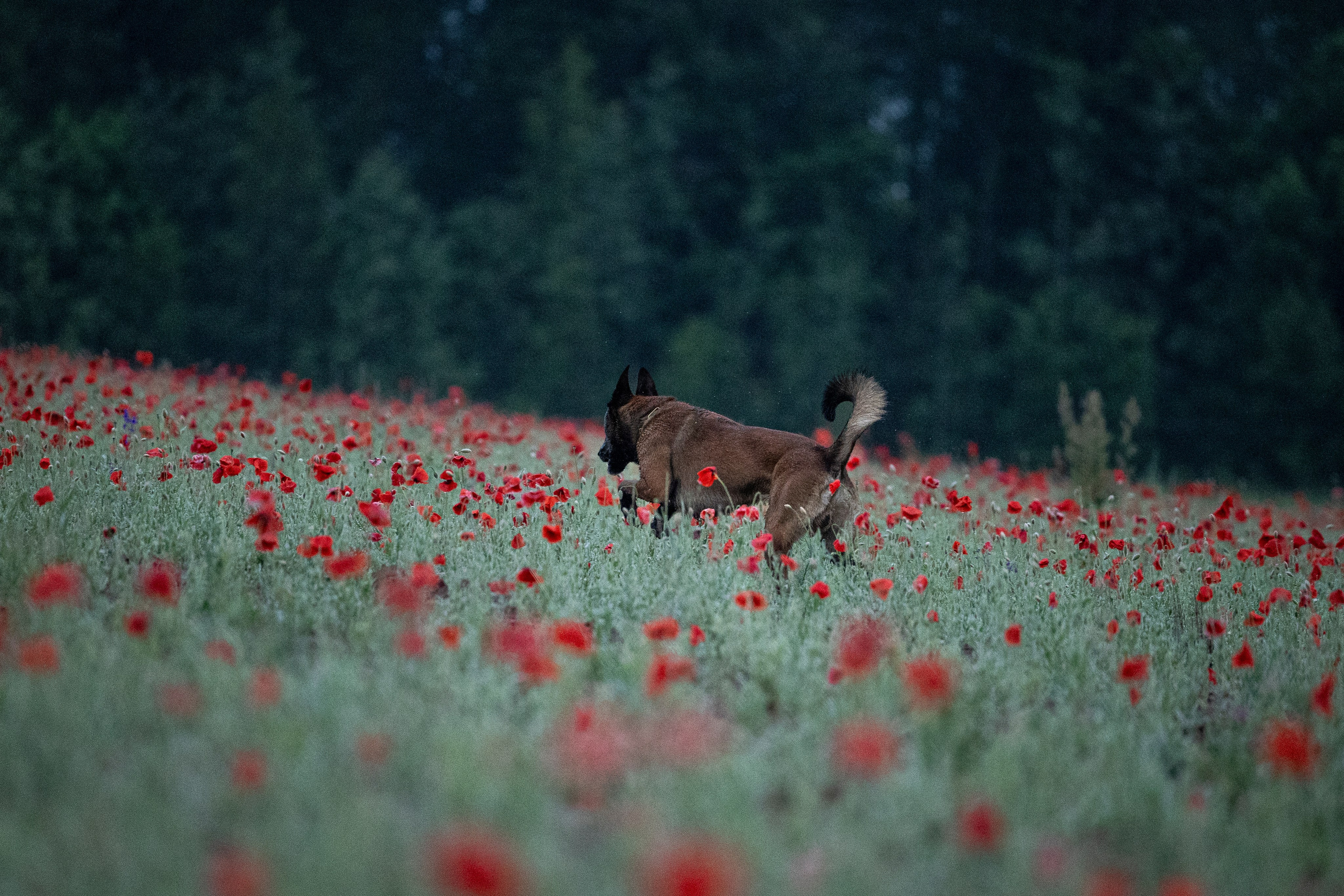 Маковое поле. Фотограф-анималист Анна Маринич