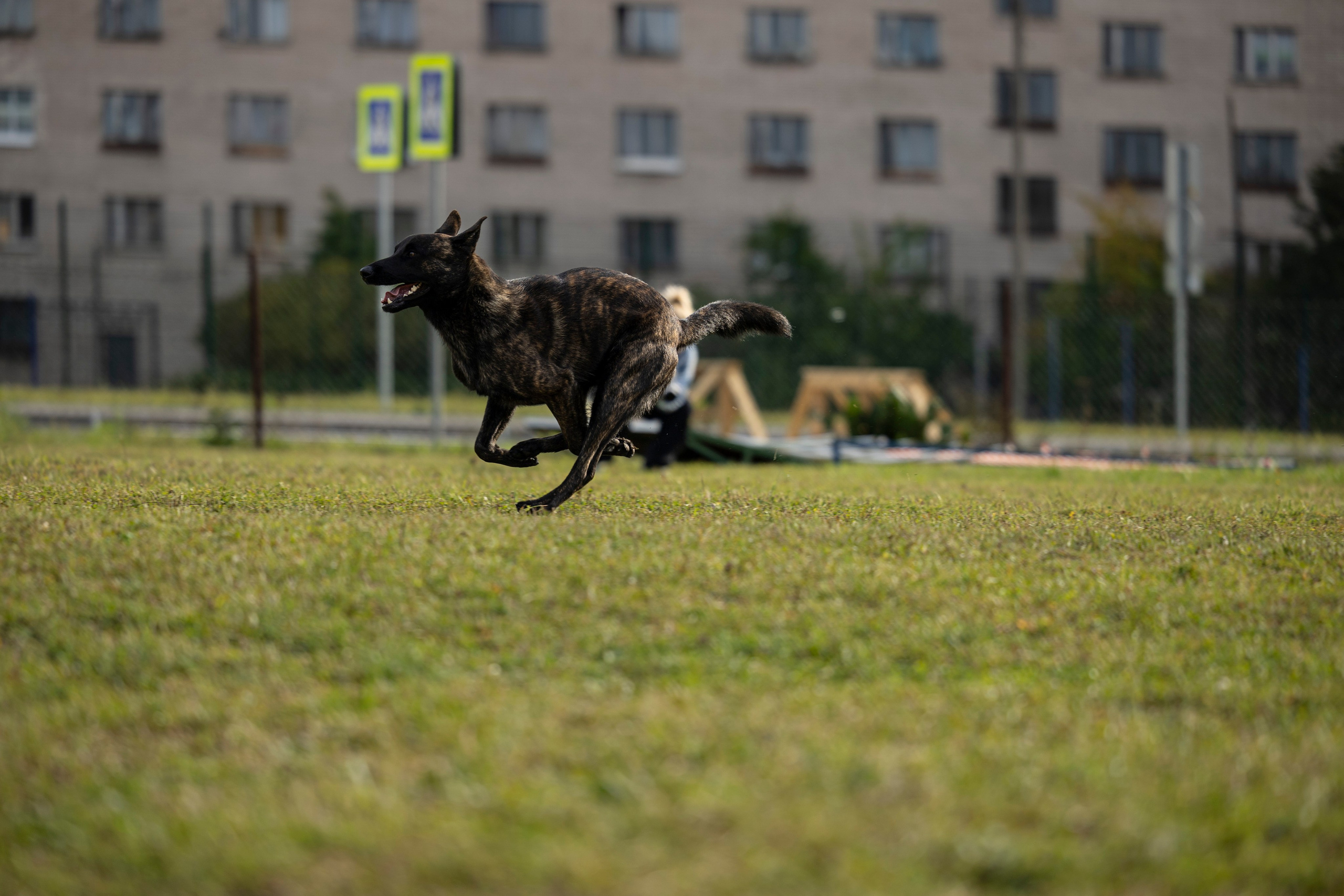 Испытания по Мондьорингу г. Пушкин. Фотограф-анималист Анна Маринич
