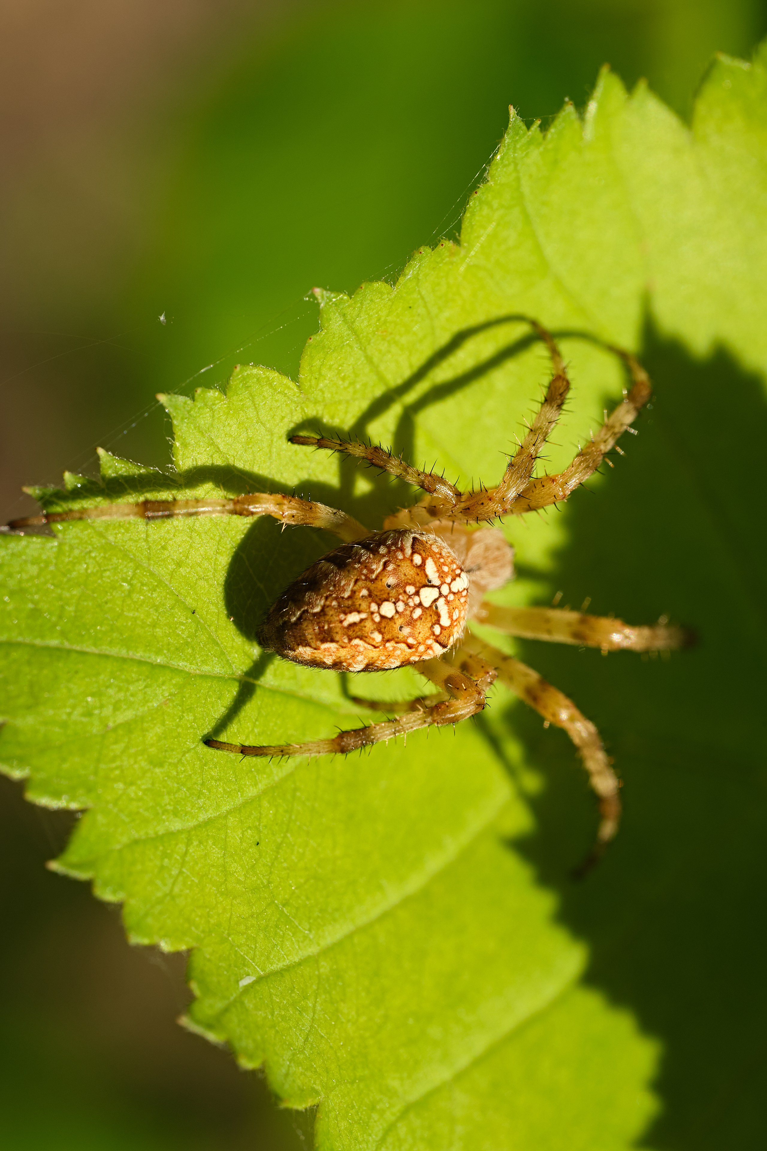 Nature. Рекламная фото и видео съёмка в Екатеринбурге