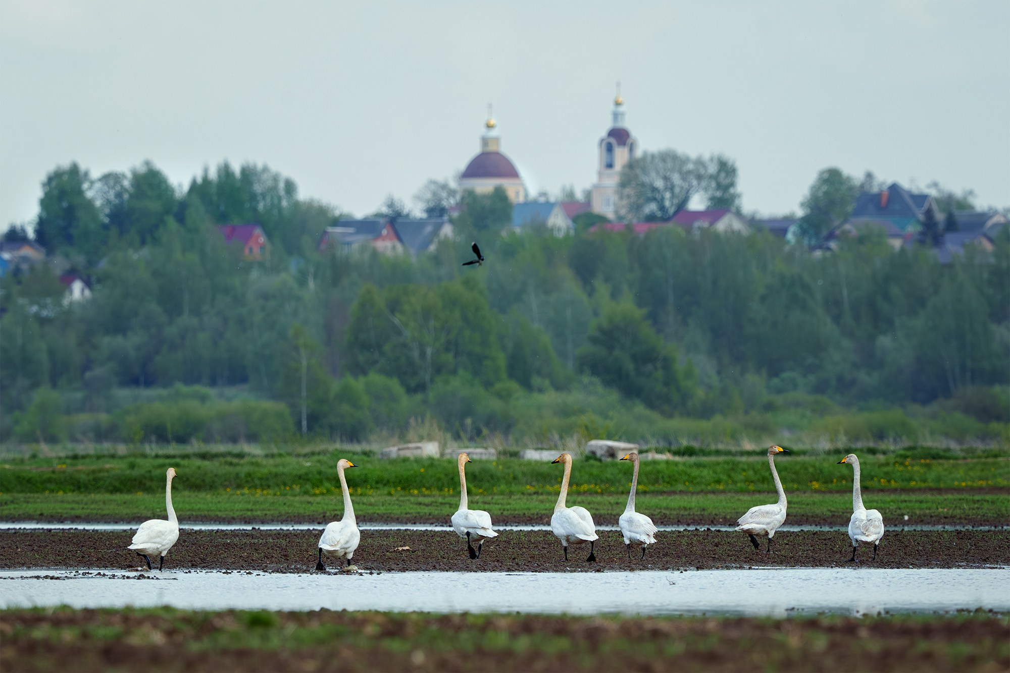 Удивительные мир птиц. Вокруг нас столько прекрасного — присмотритесь!. Ваш личный фотограф Марина Волкова