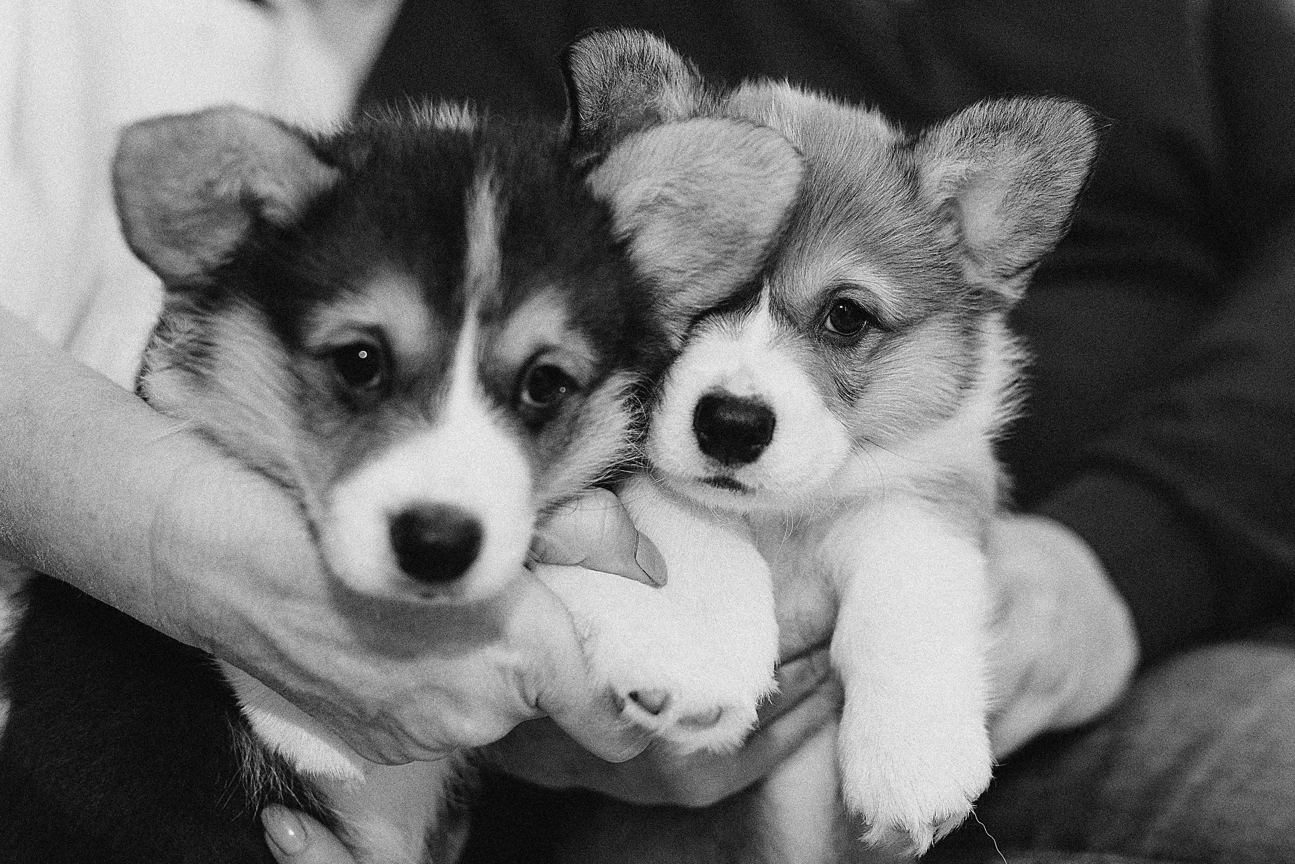 Зимний день Сергея, Софии и «хвостиков». Женский и семейный фотограф Сочи и Краснодар Ольга Маловик