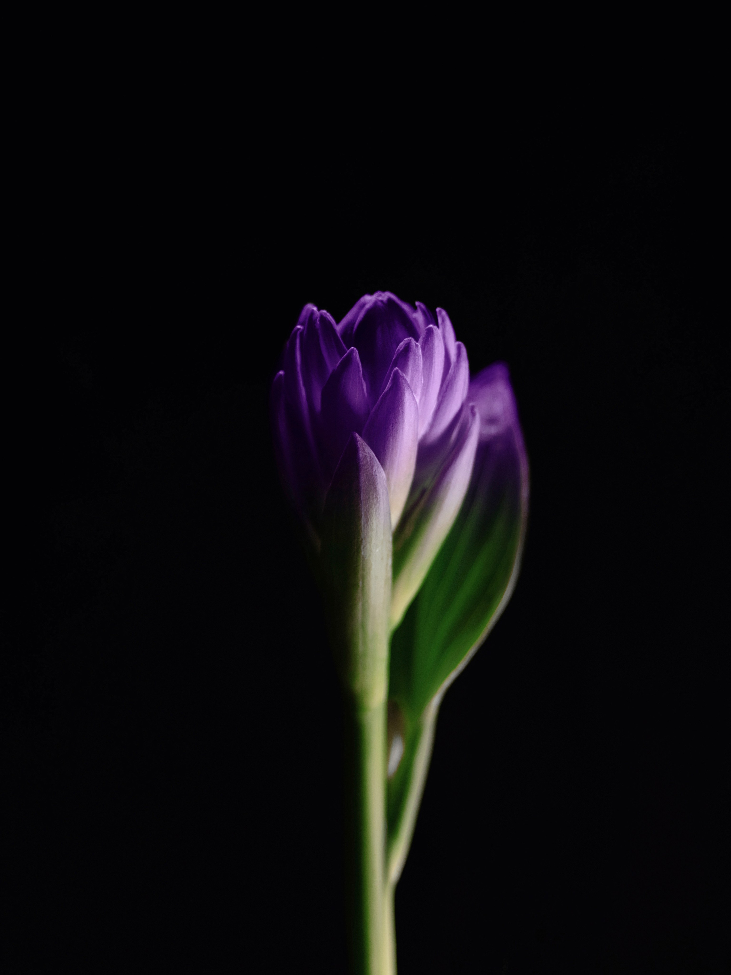 Фотография фиолетовый цветок