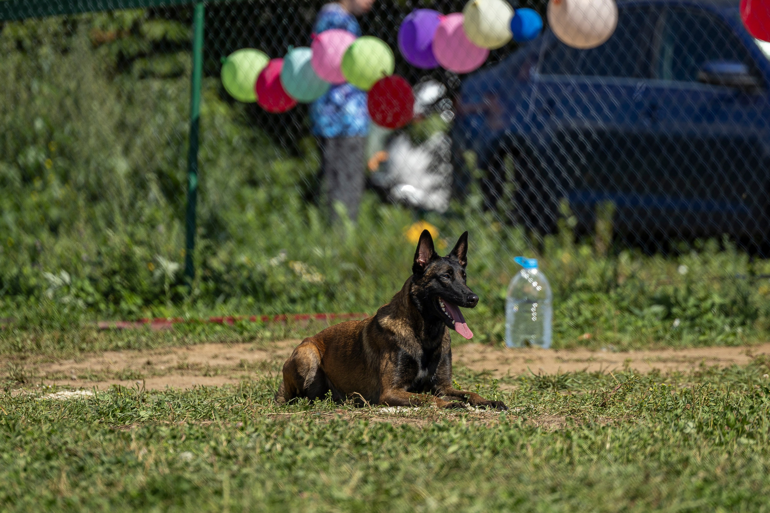 Соревнования по Мондьорингу г. Вологда 10-11.08.2024. Фотограф-анималист Анна Маринич