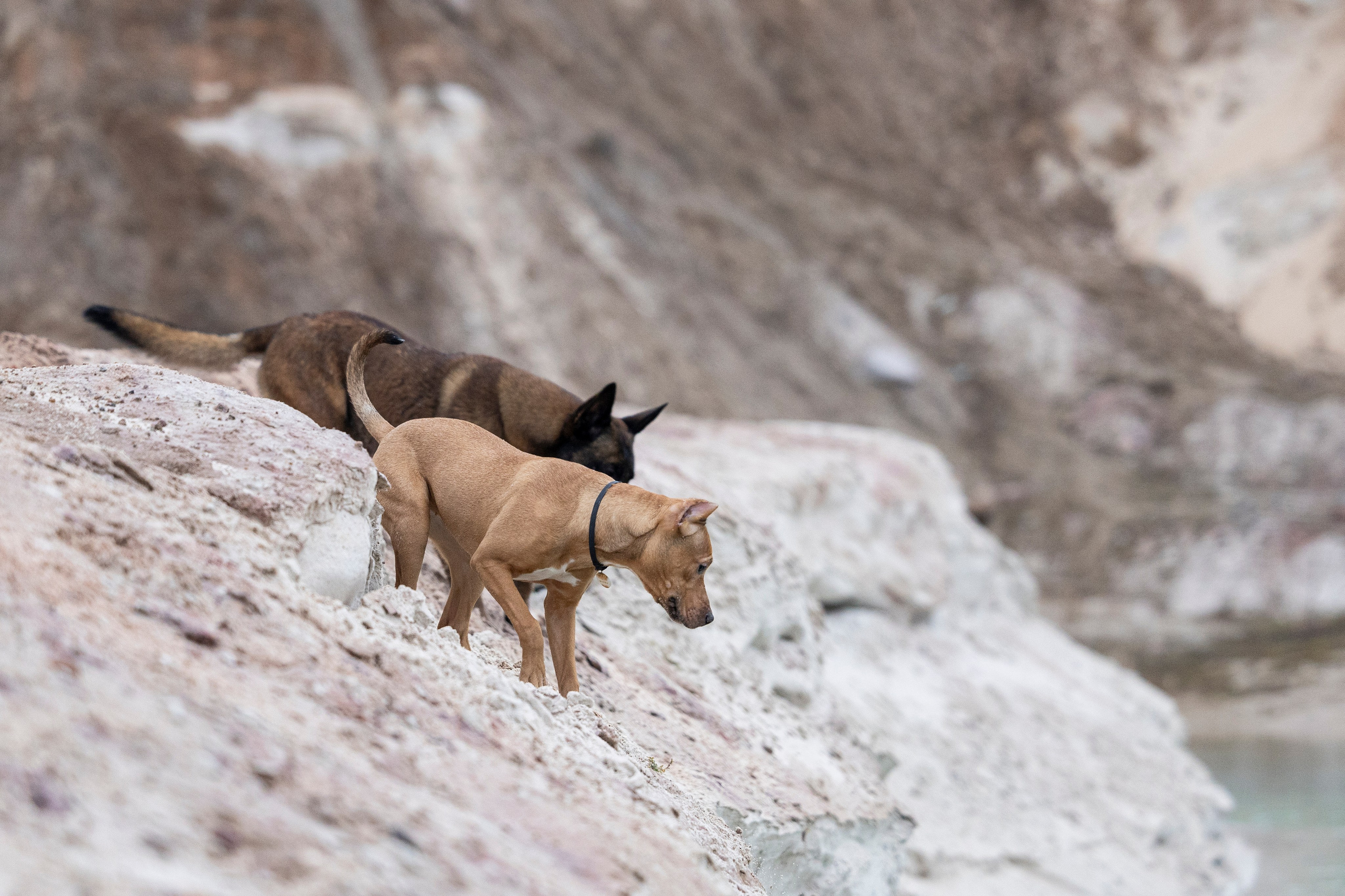 Лужские Мальдивы. Фотограф-анималист Анна Маринич