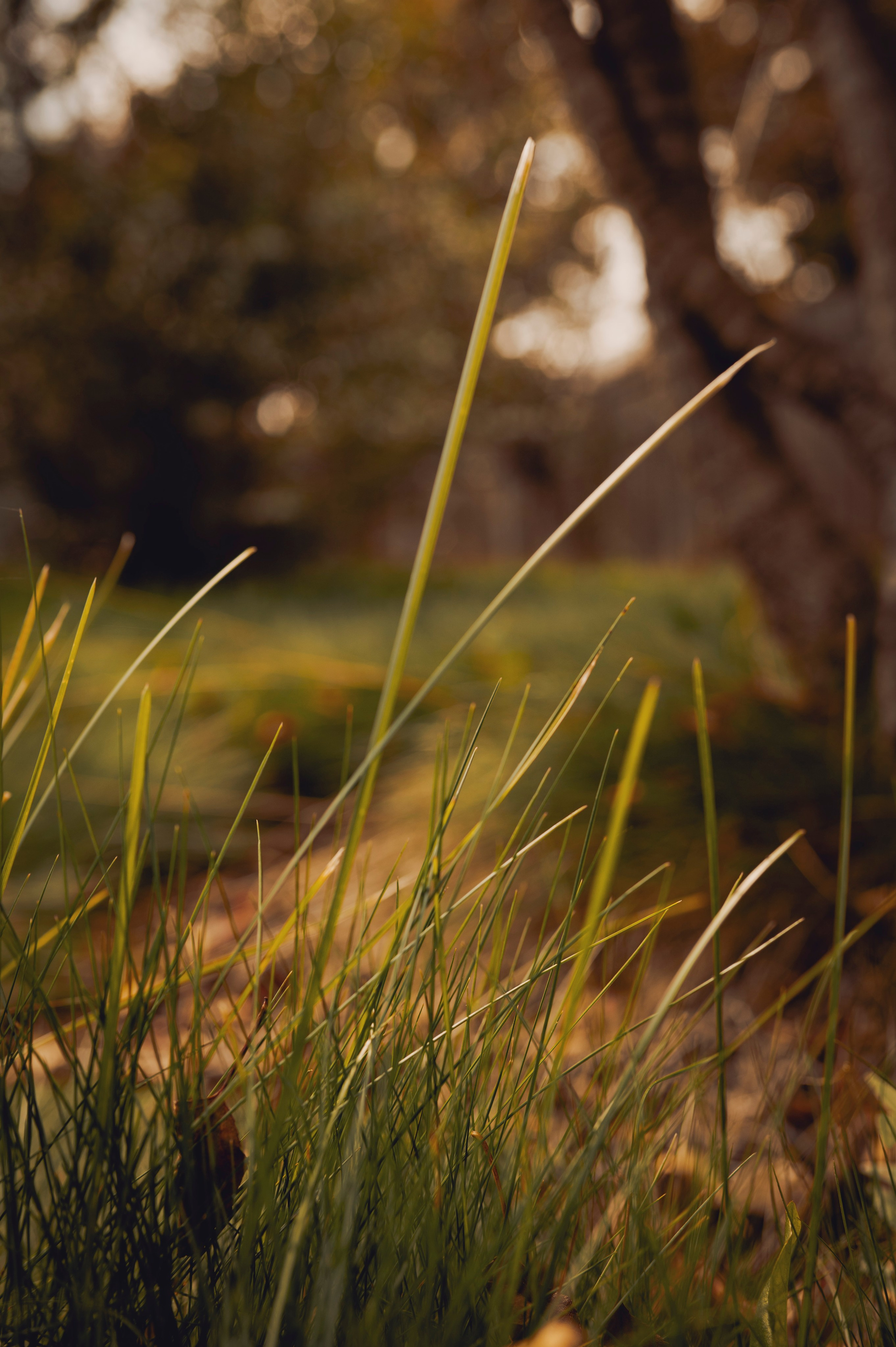 Осень во всей красе. Анна Боровикова, фотограф Пушкино