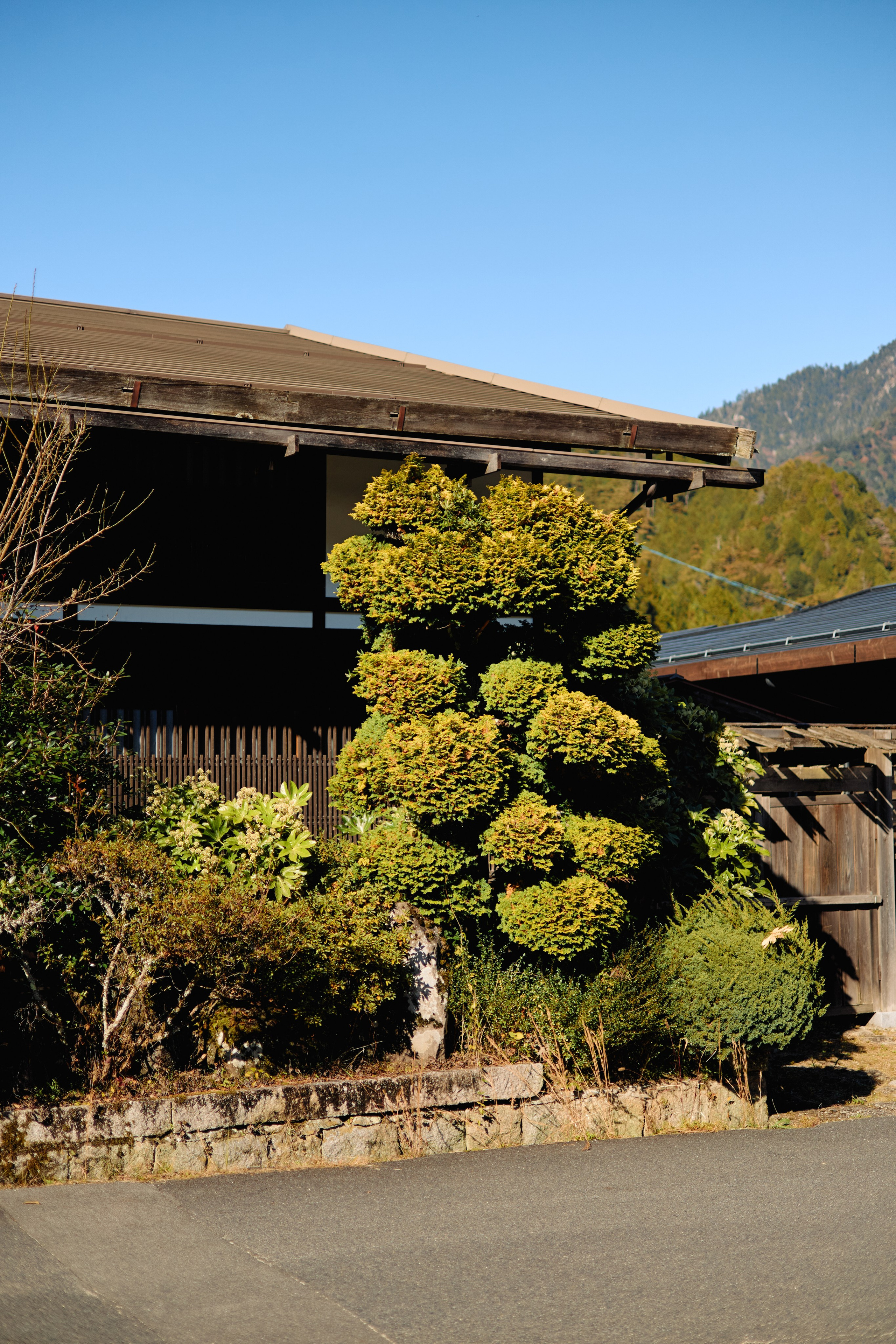 Япония. Профессиональный Фотограф во Владимире, в Москве и в Суздале — Полина Романычева