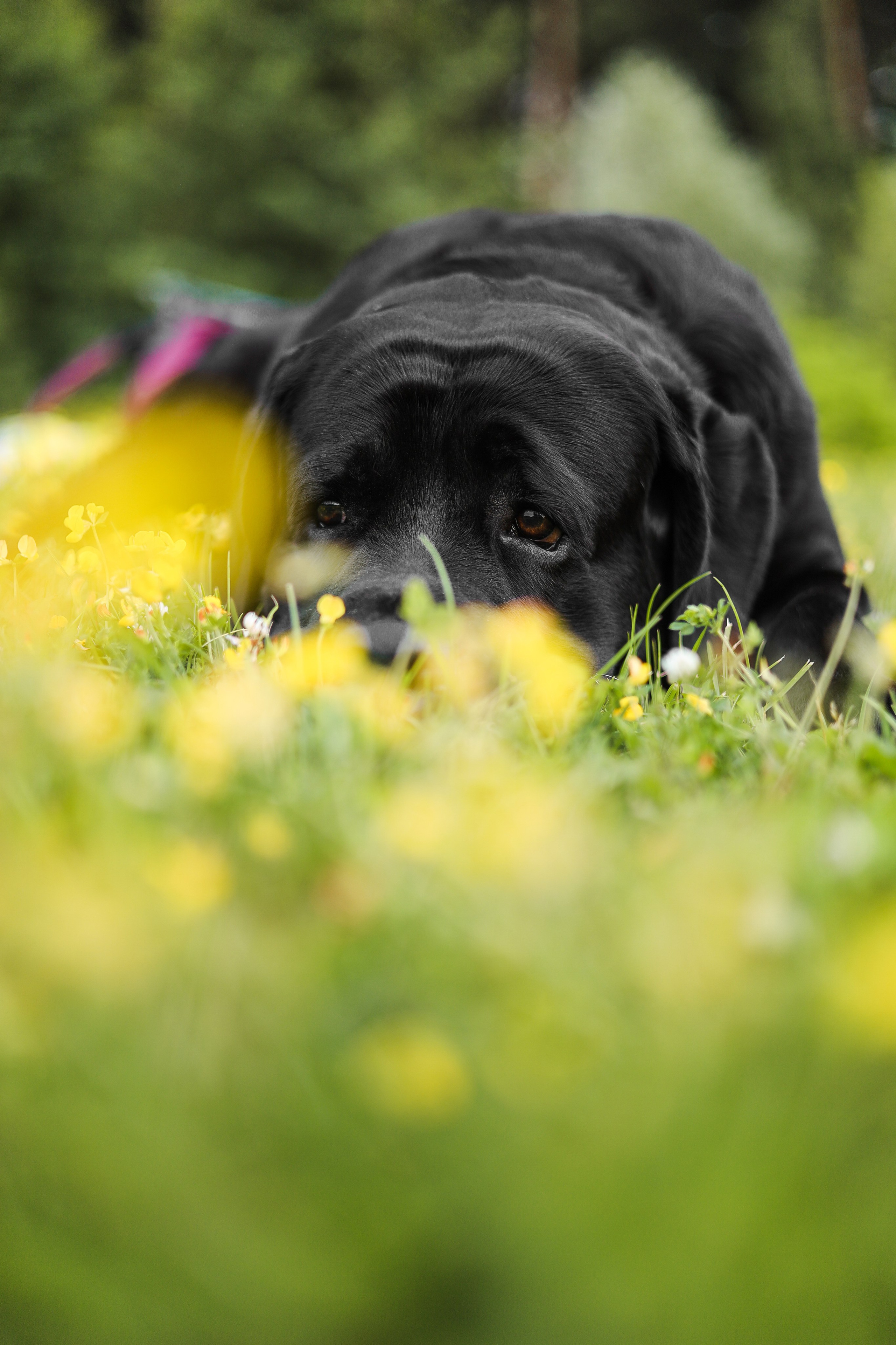 Найт и Соня. Фотограф-анималист Ксения Шевцова|Москва