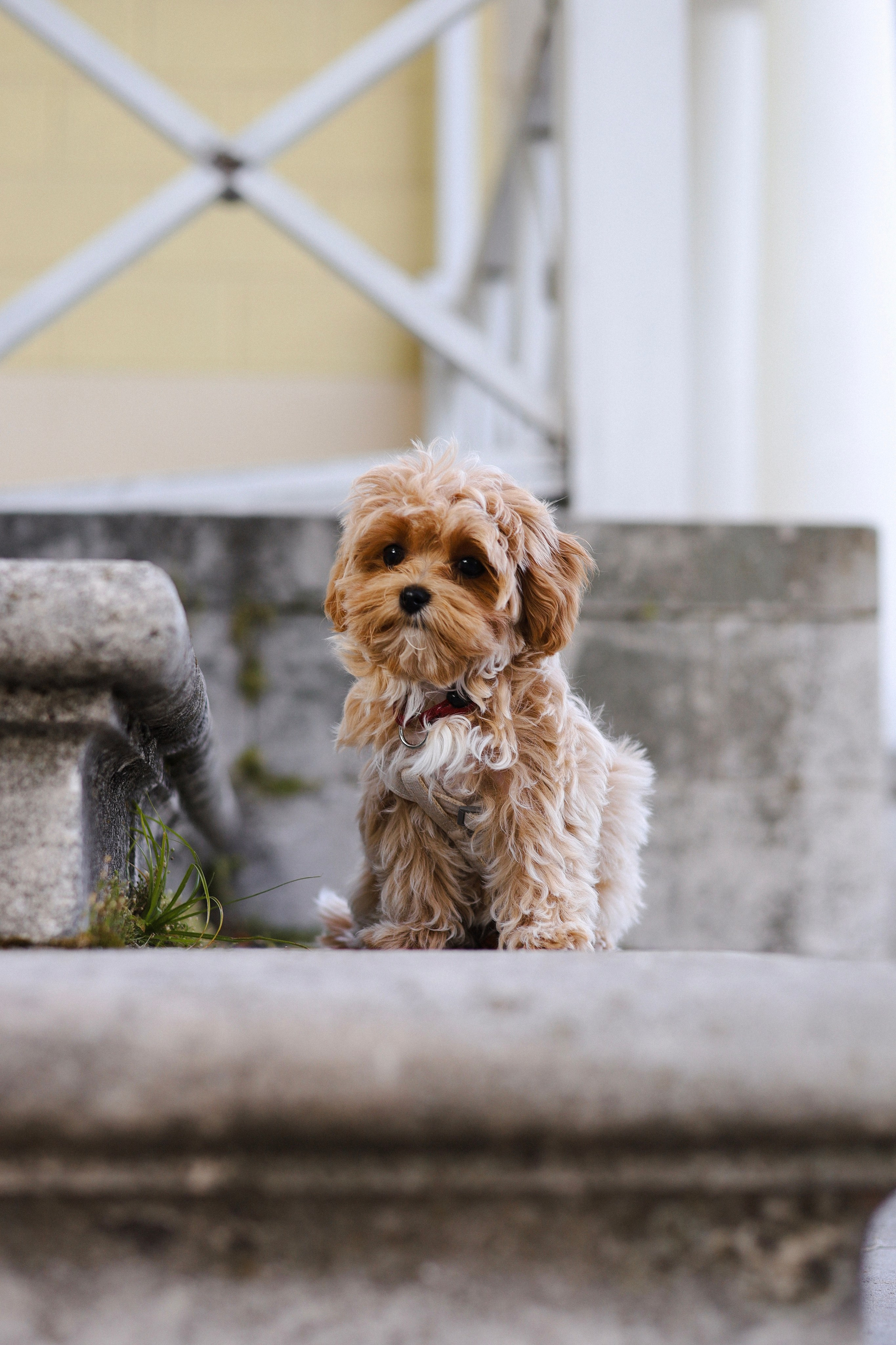 Лили, Роман и Анастасия. Фотограф-анималист Ксения Шевцова|Москва