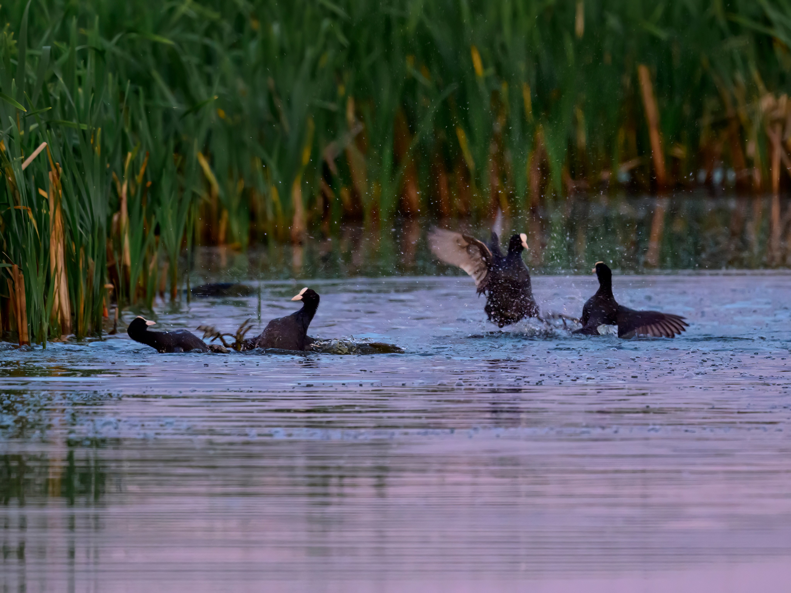 Драки лысух и лунь. Wildlife photography by Sergey Puponin
