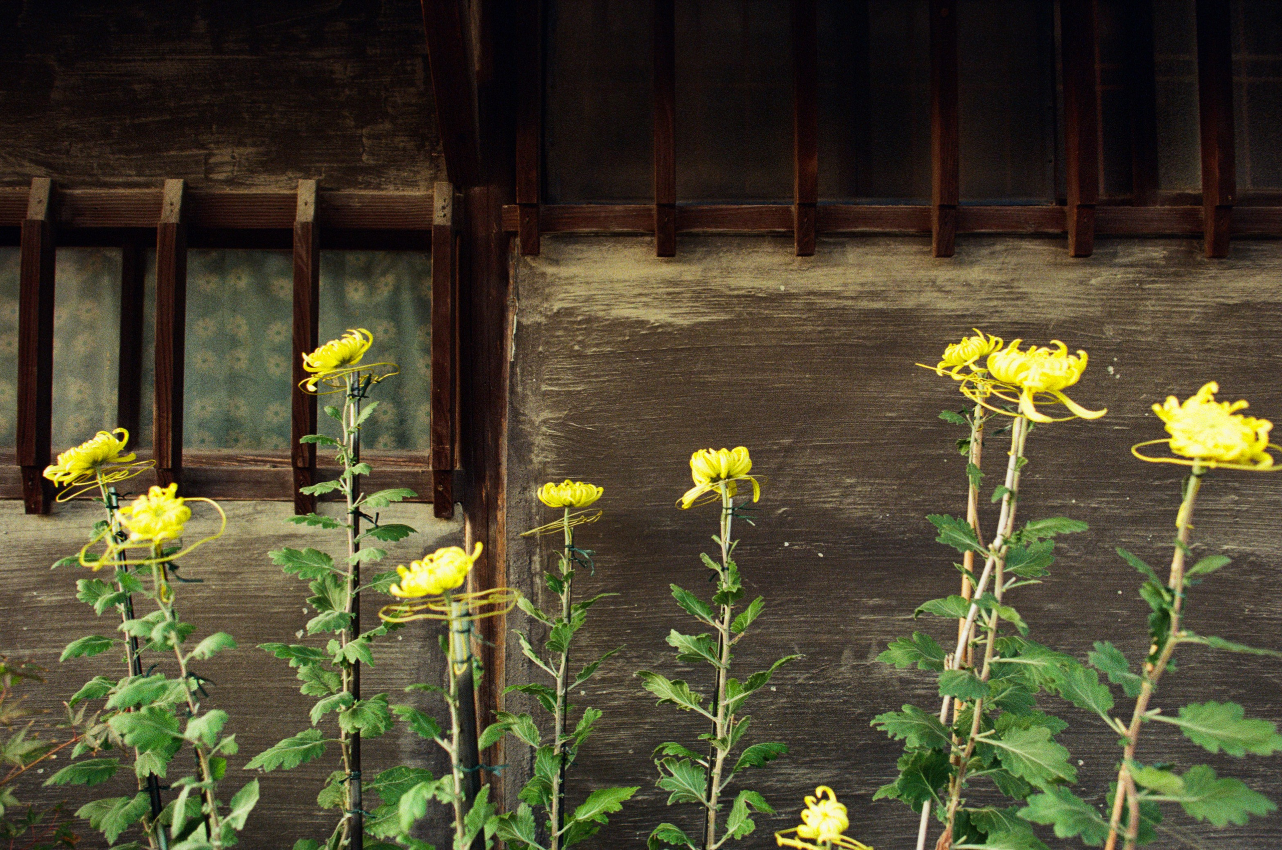 Out of noise // japan, kyoto IV. EVER EXPOSED