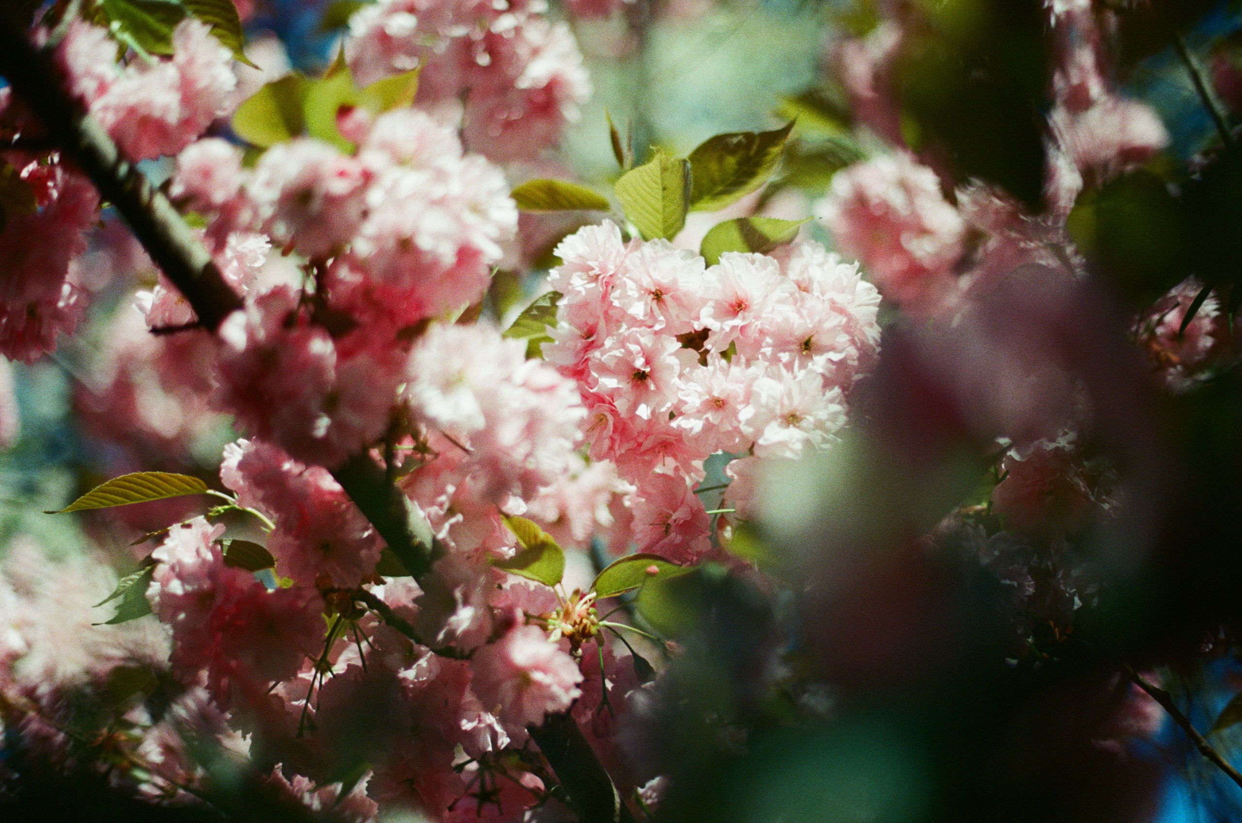 Follow you // ukraine, crimea V. EVER EXPOSED