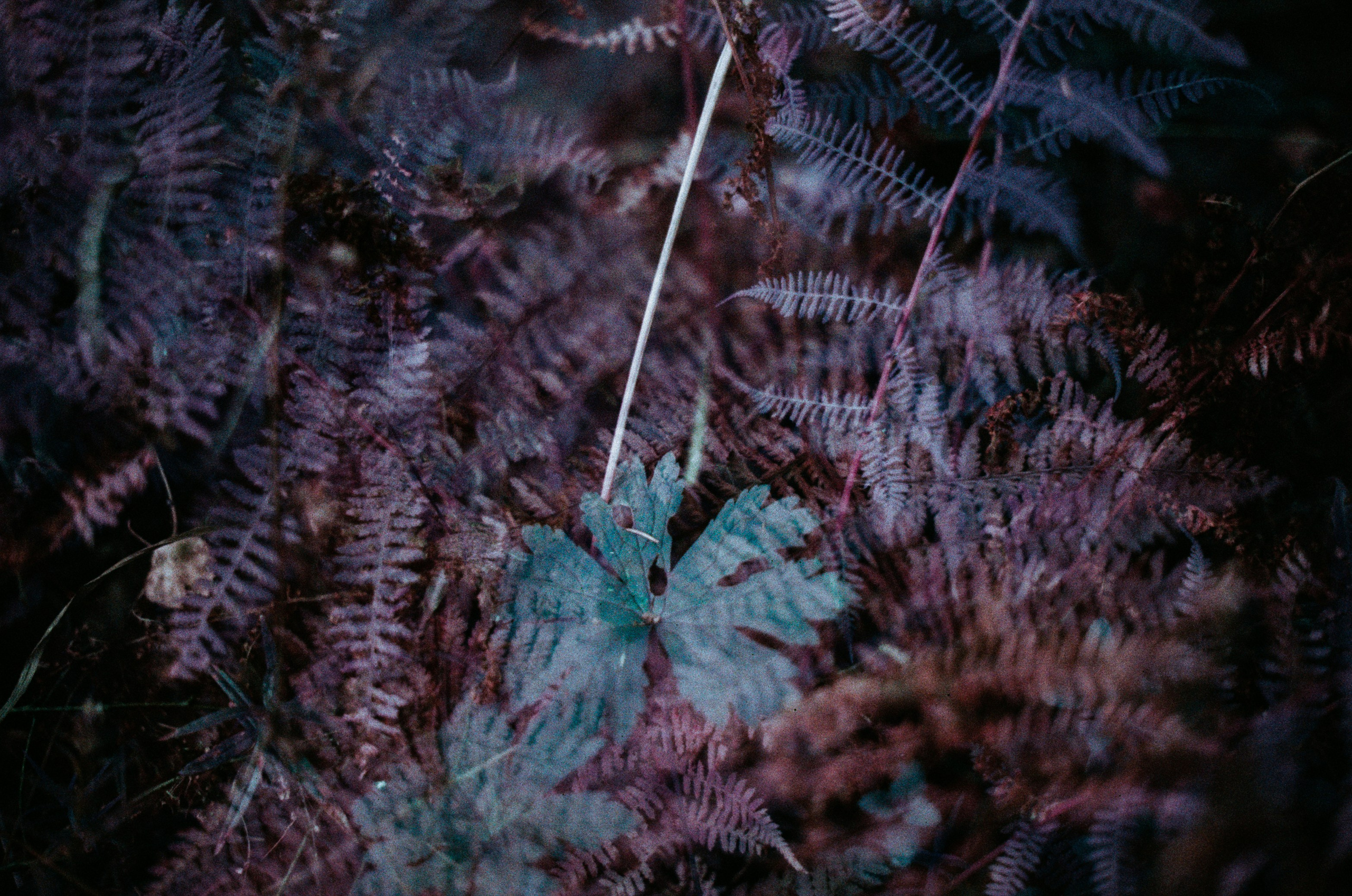 Purple overdose II. EVER EXPOSED