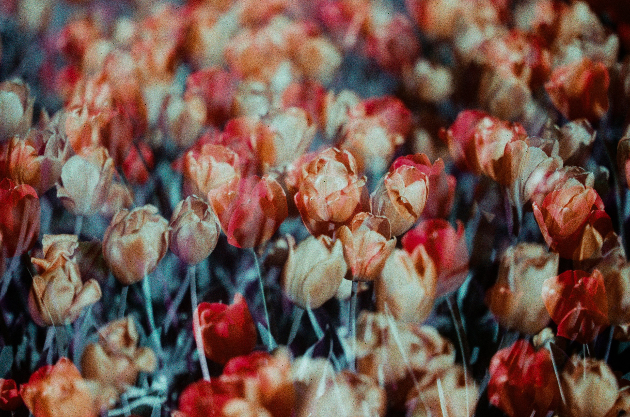 Press enter to exit // ukraine, crimea VIII. EVER EXPOSED