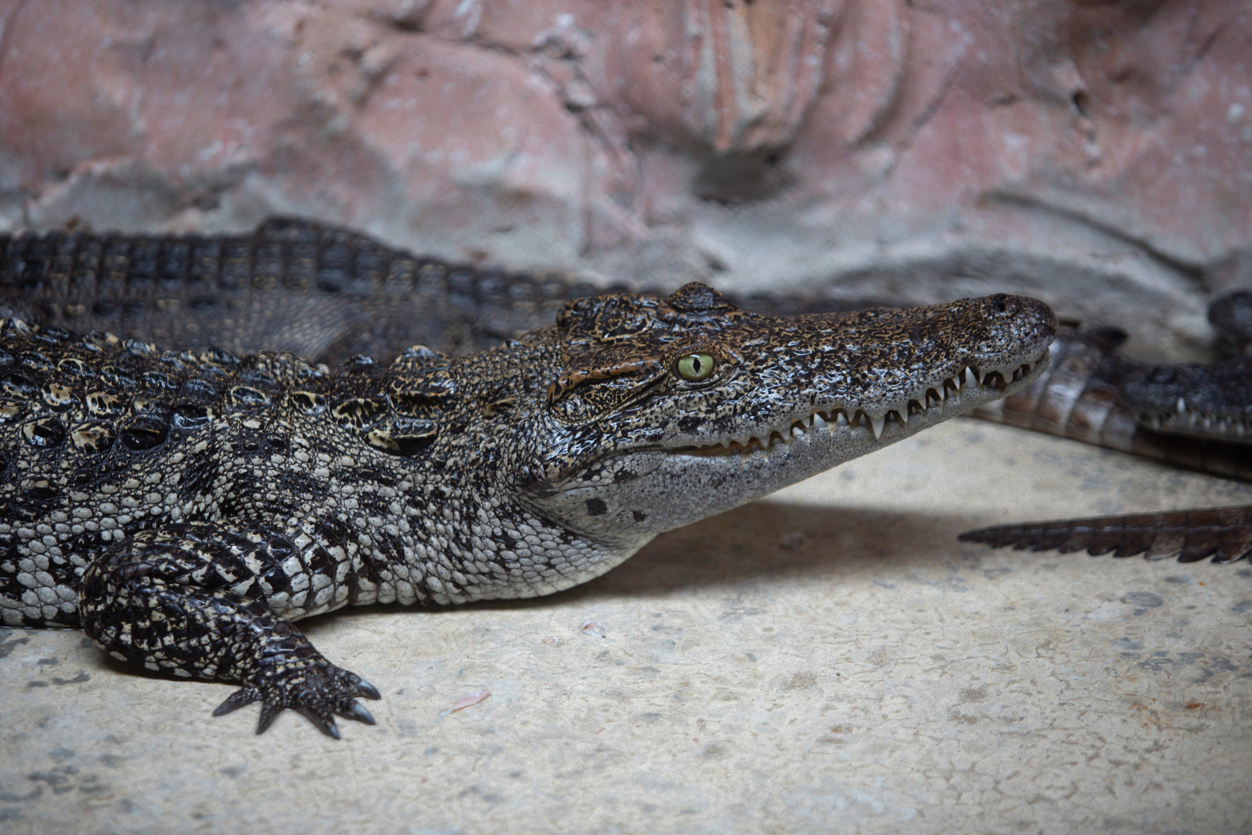 Samut Prakan Crocodile Farm & Zoo. Photographer Sonkina Tatiana (Tanya Ash)