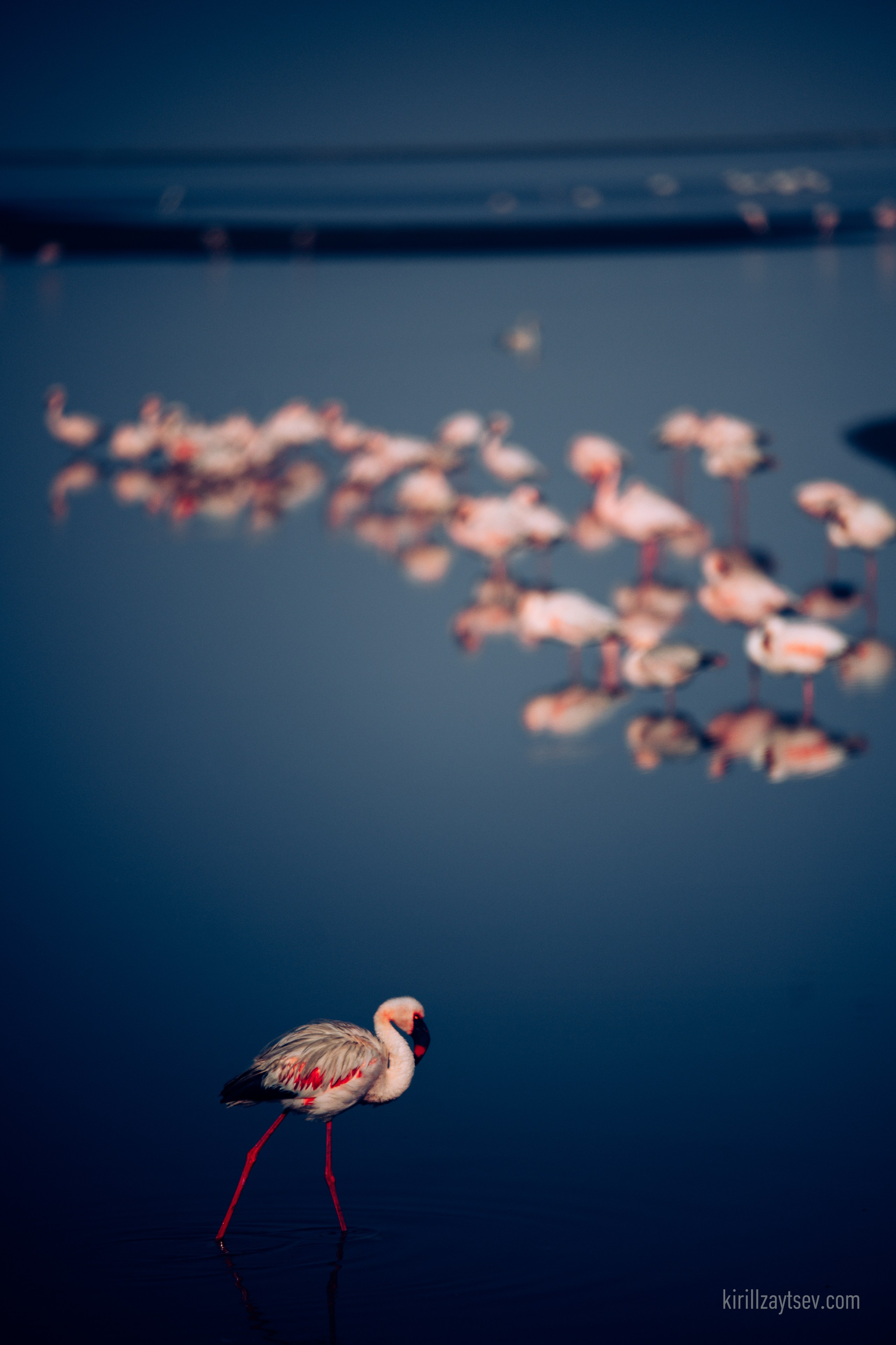 Жизнь. Профессиональный фотограф Кирилл Зайцев