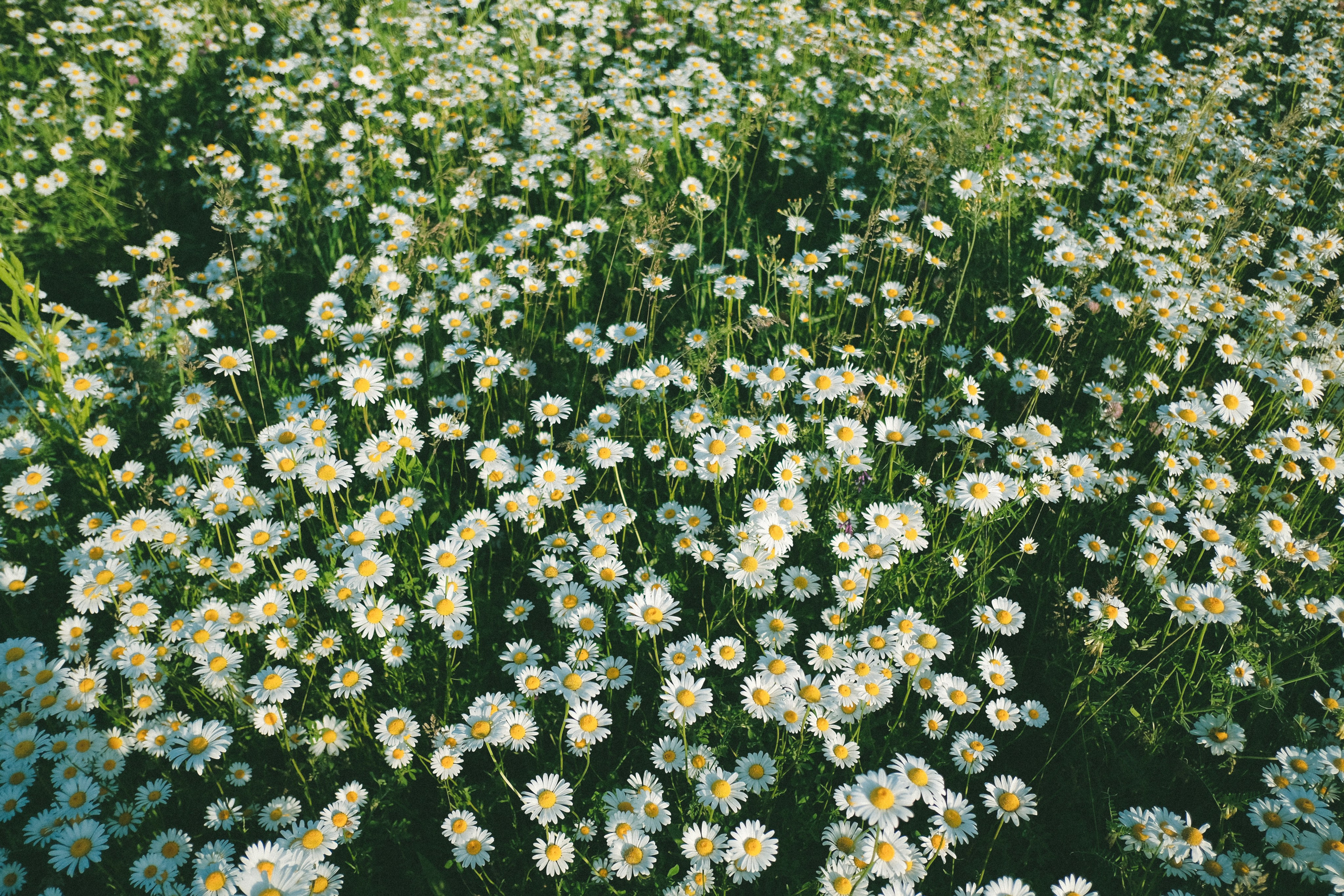 Ждановы в ромашках. Женский и семейный фотограф в Краснодаре и крае Таня Мустафина