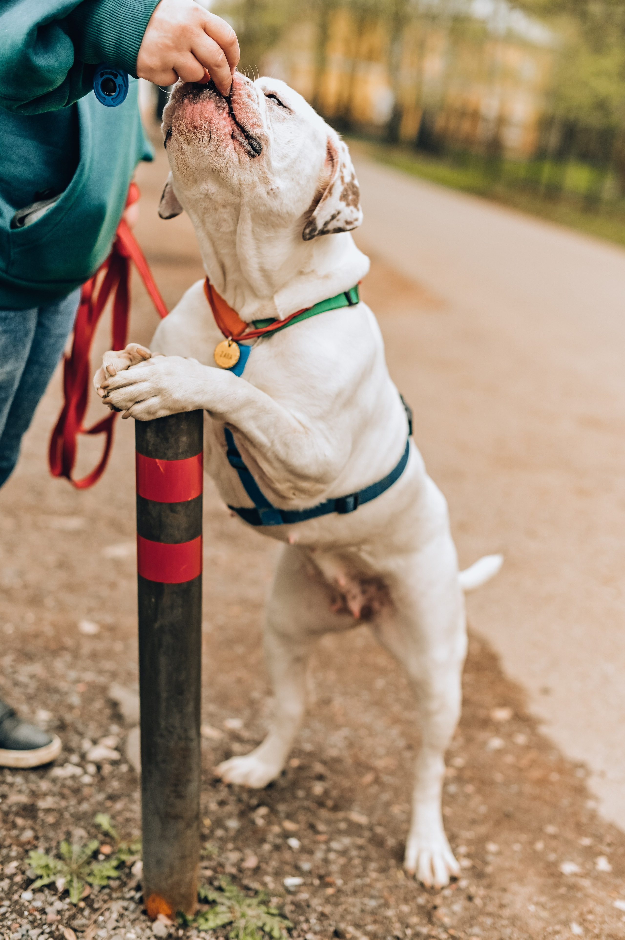 Занятие с кинологом. Семейный и репортажный фотограф в Москве Анастасия Трубкина