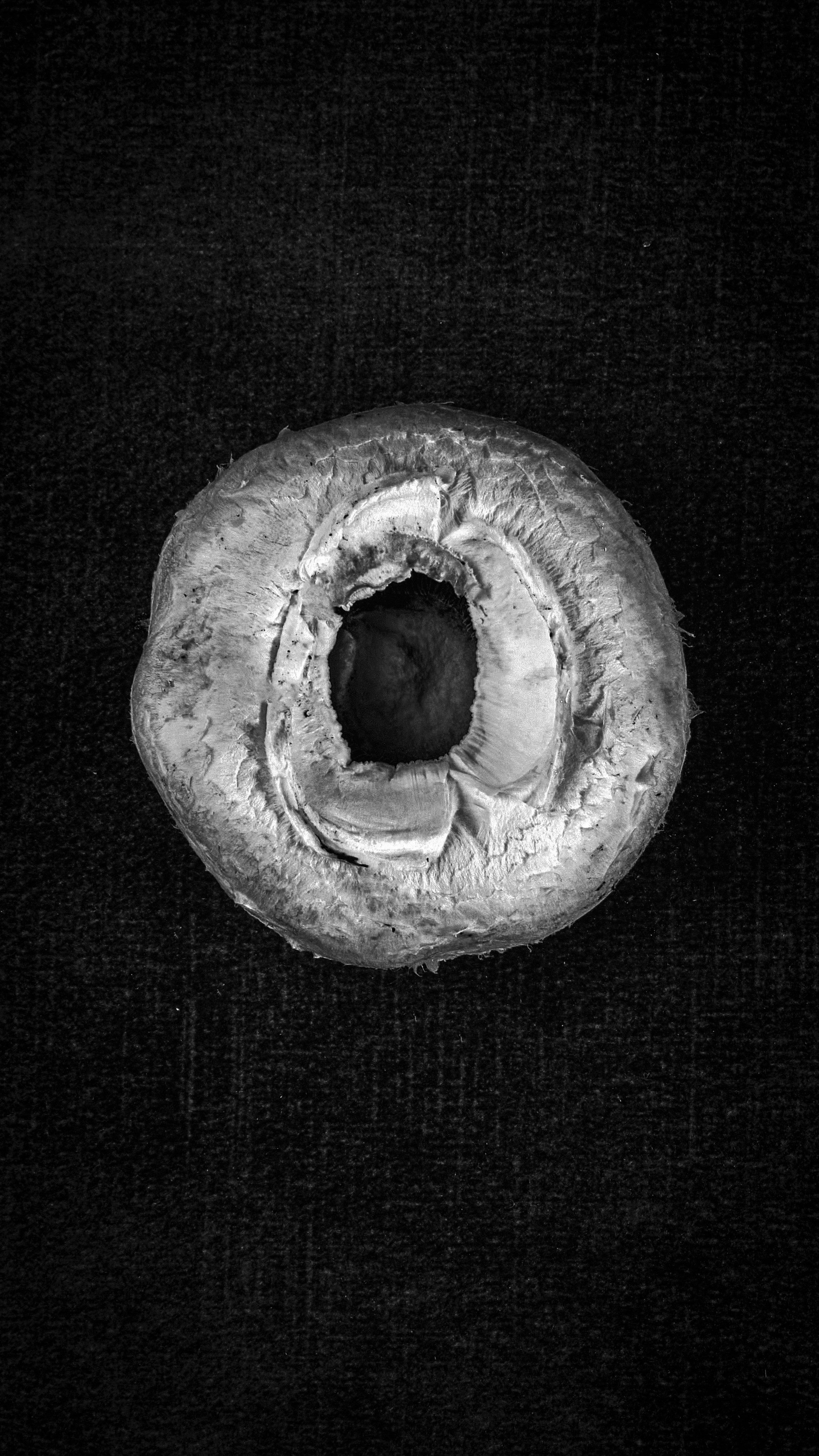 ГРИБЫ. Я  фотограф. Работаю в городе Москва,