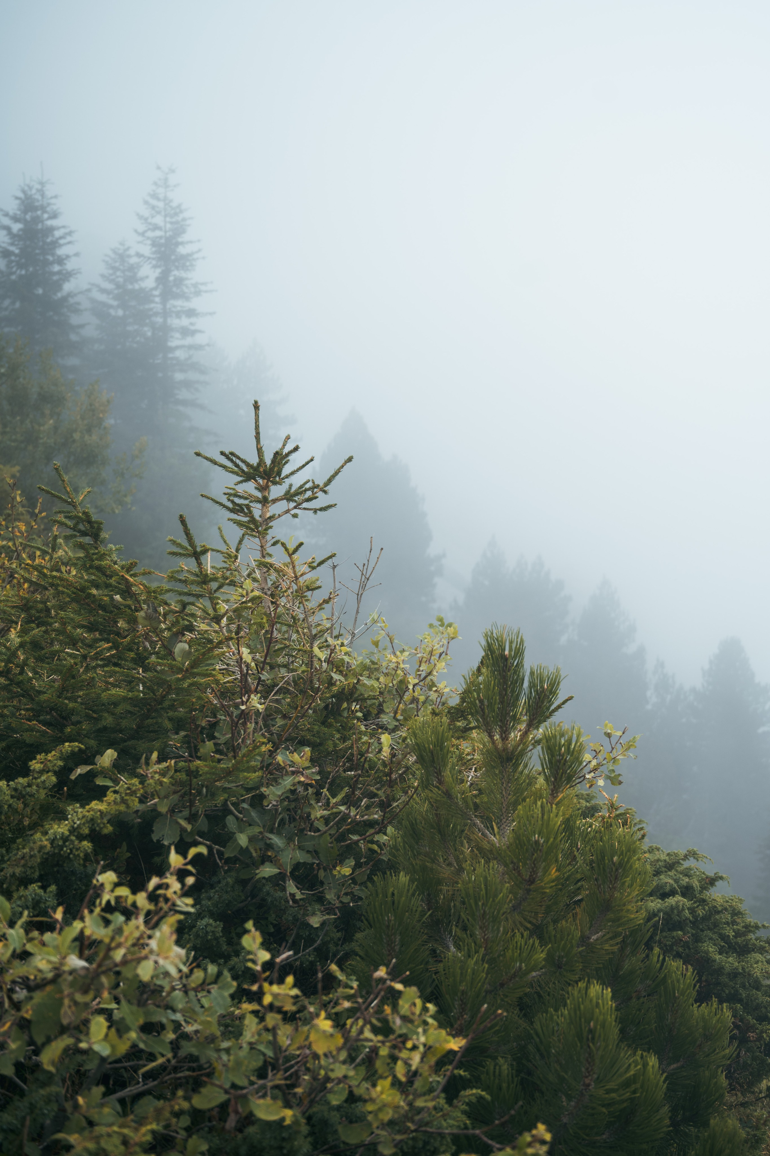 ГОРЫ КОМОВИ. ЧЕРНОГОРИЯ. Фотограф в Белграде Чугреева Елена