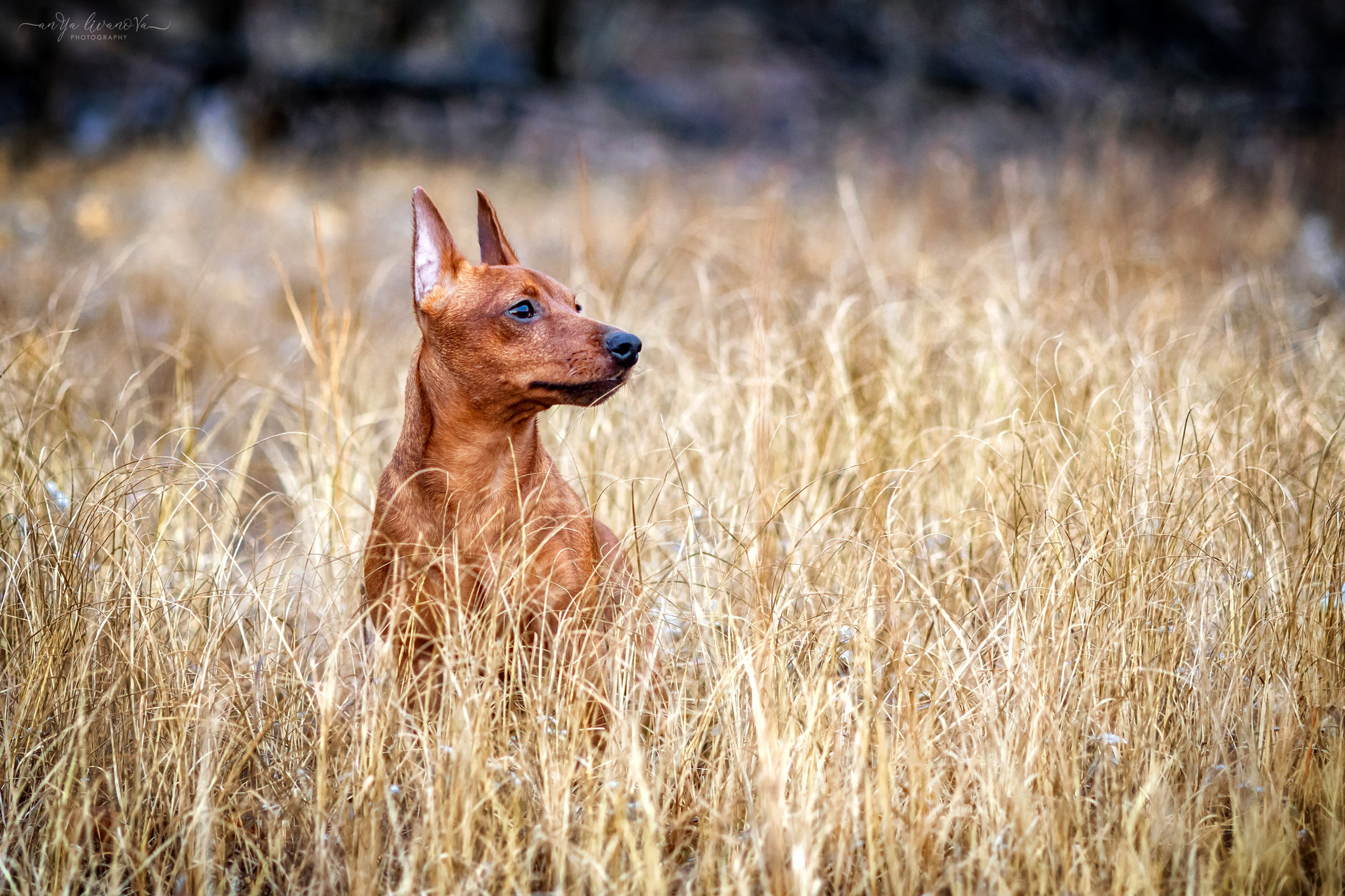 Пашка. Фотограф анималист Аня Ливанова | Рыбинск