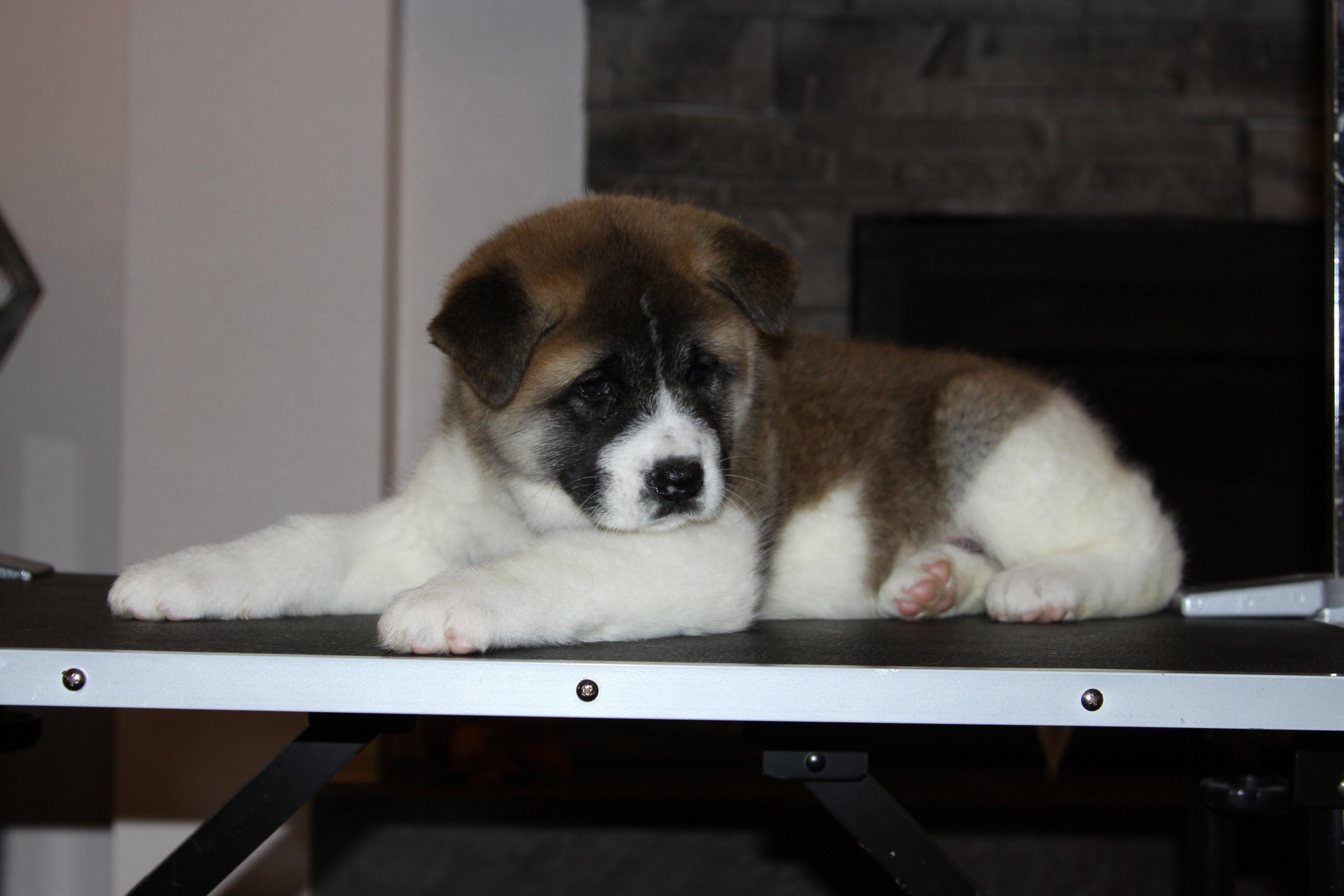 Щенки американской акиты питомник RUBYLIGHT Помет «E» Дата рождения 01.12.2019 г. Отец: NATIVEBEAR ZENNON FLY Мать: SVARGAS OCEAN LOVE  